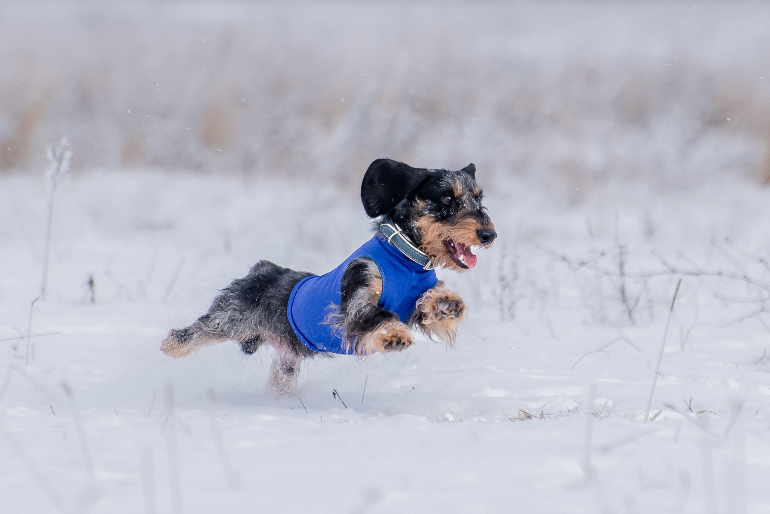 Бега за механической приманкой (Курсинг). Фотограф Макс Огурцов в Нижнем Новгороде