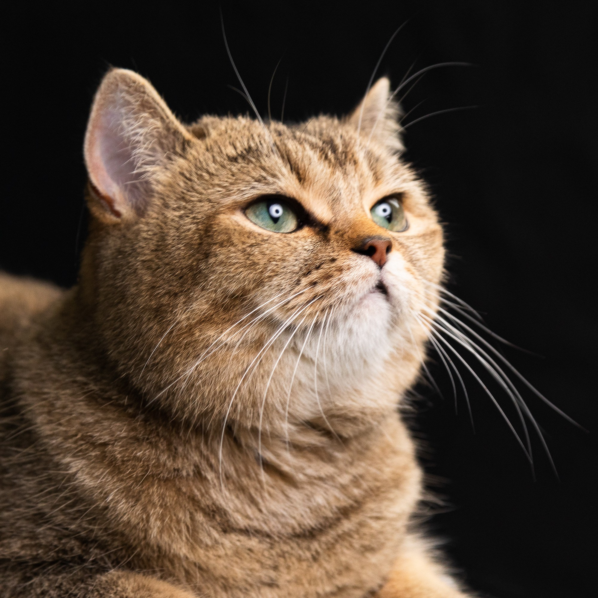 Питомцы. Фотоателье и полиграфия | Красивые фотосессии, сувениры с фото | Ремонт смартфонов, ноутбуков и техники в Коломне Zinovyev Team