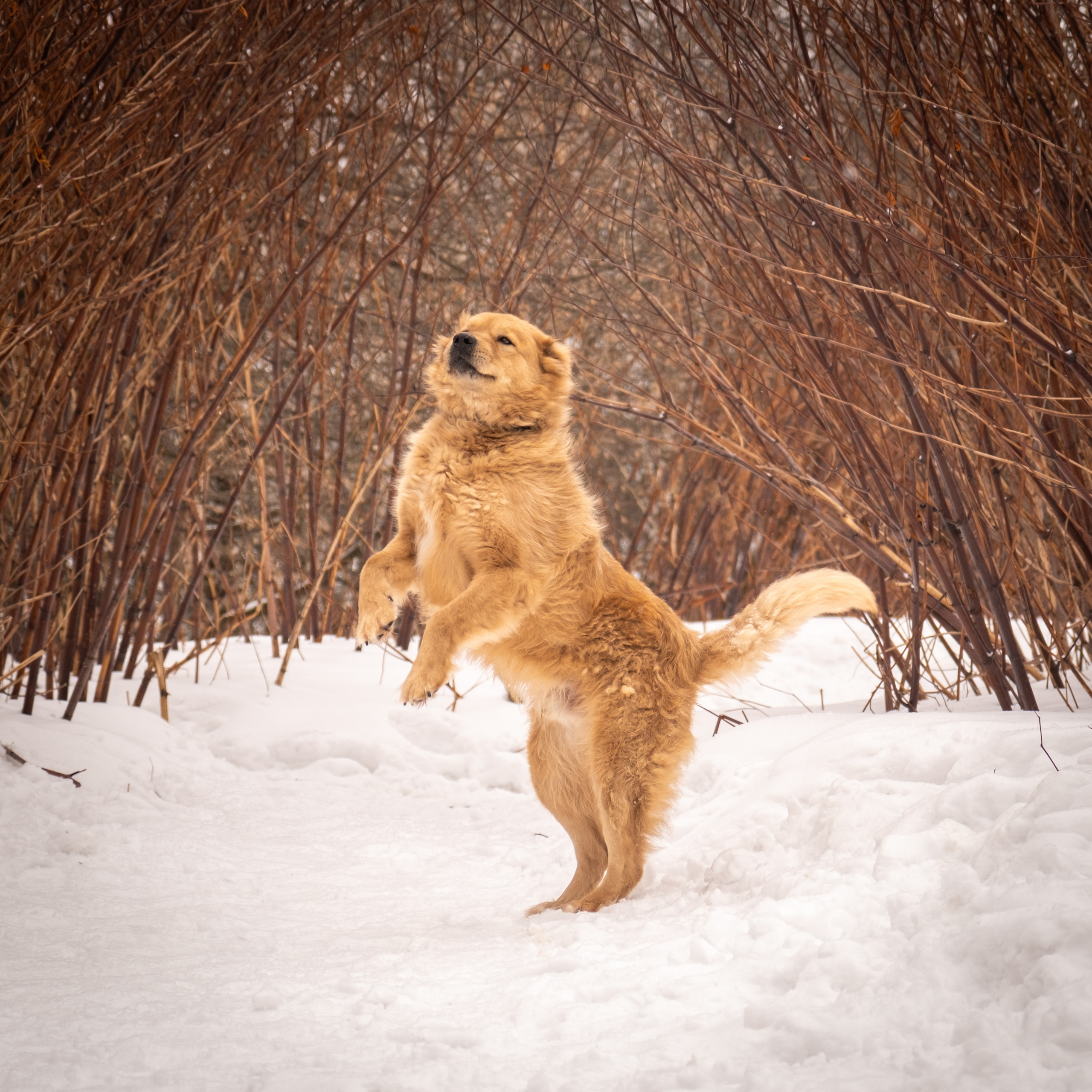 Приют Бирюлёво — для Надежды!. Зоофотограф, фотограф животных в Москве и области Дина Дамоцева