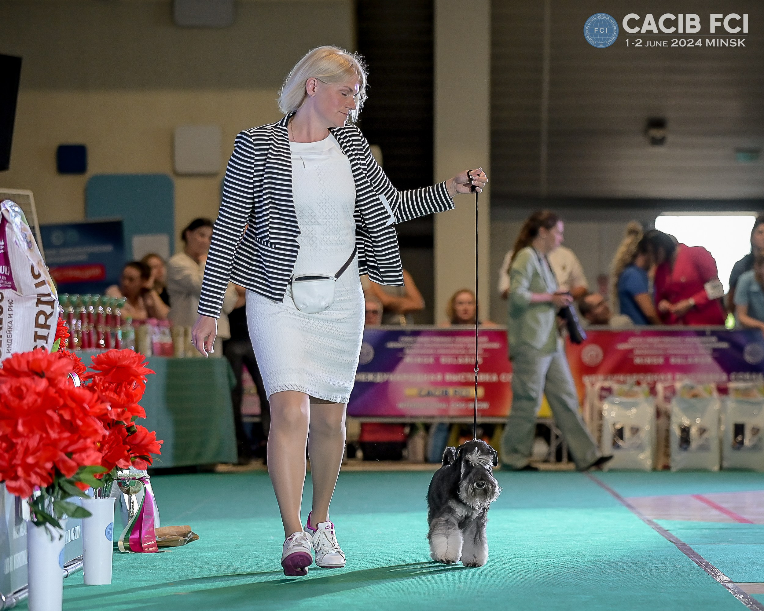 Питомник Делинсо Бэлэнс, щенки цвергшнауцера, купить щенка цвергшнауцера, питомник цвергшнауцеров, кобель цвергшнауцера для вязки, щенок цвергшнауцера, питомник цвергшнауцеров, черный с серебром, цверг, лучший питомник в беларуси