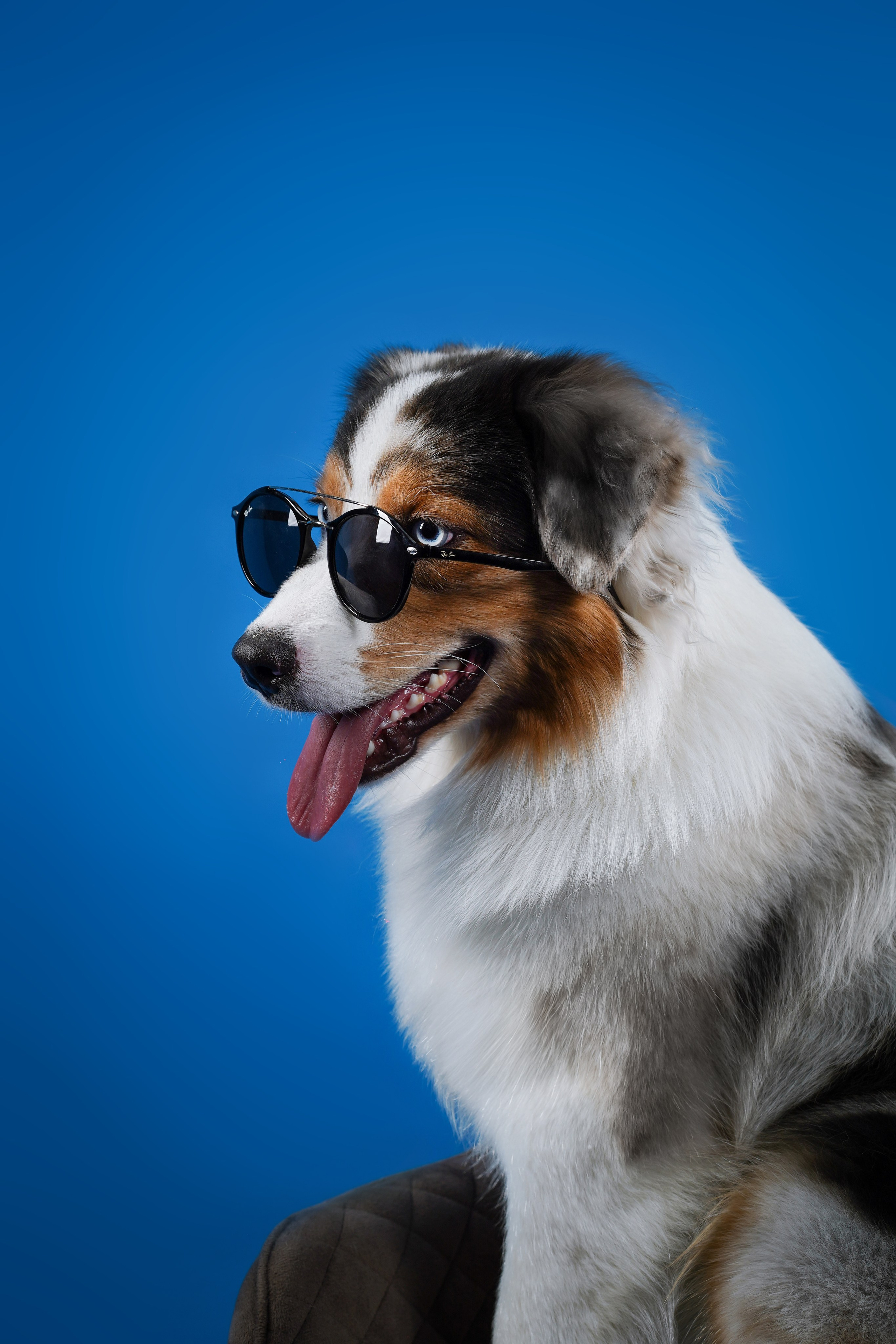 Австралийская овчарка Валли. Фотограф-анималист в Санкт-Петербурге Яна Мартынова