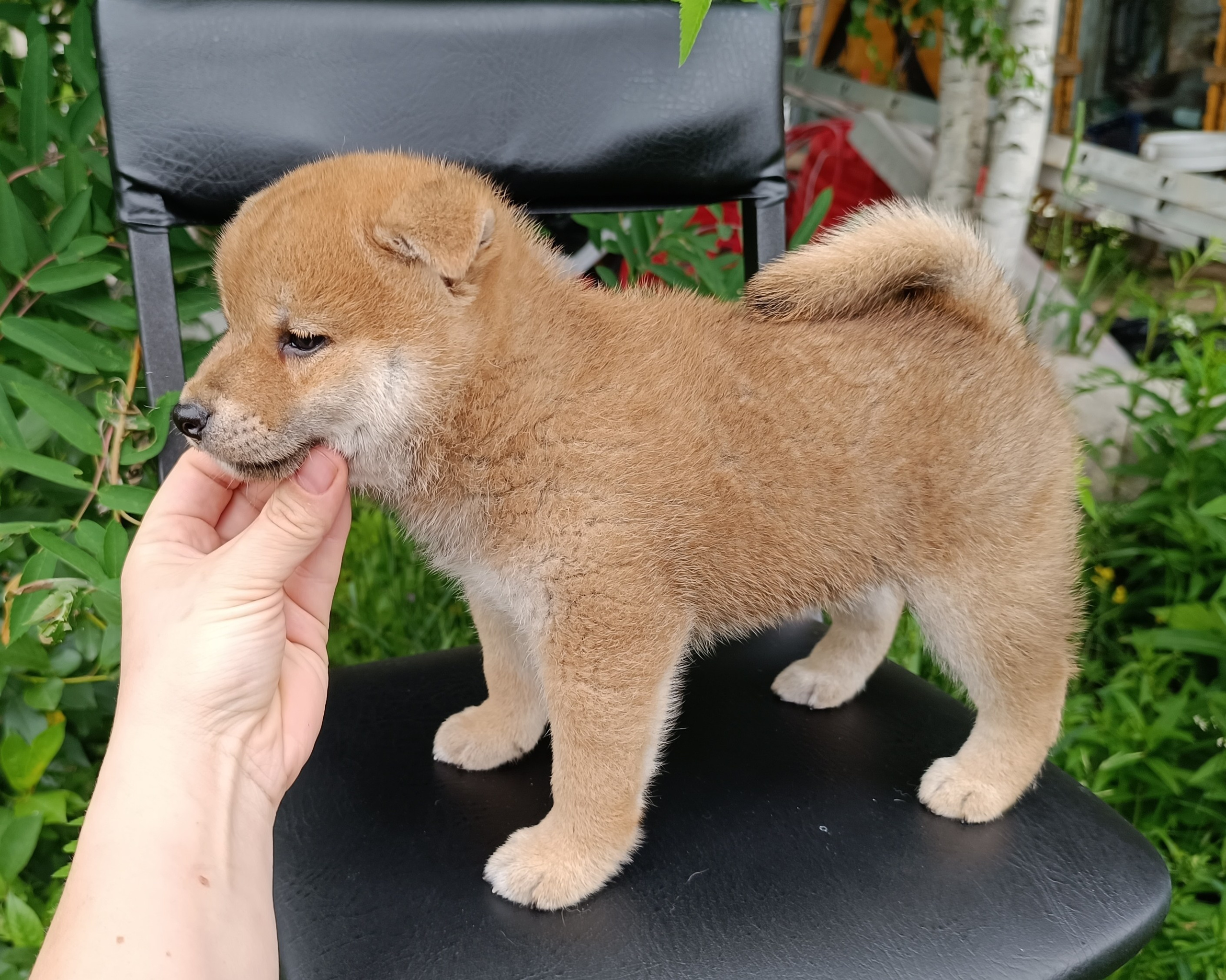 Сиба Rubylight Germes питомник Рубилайт