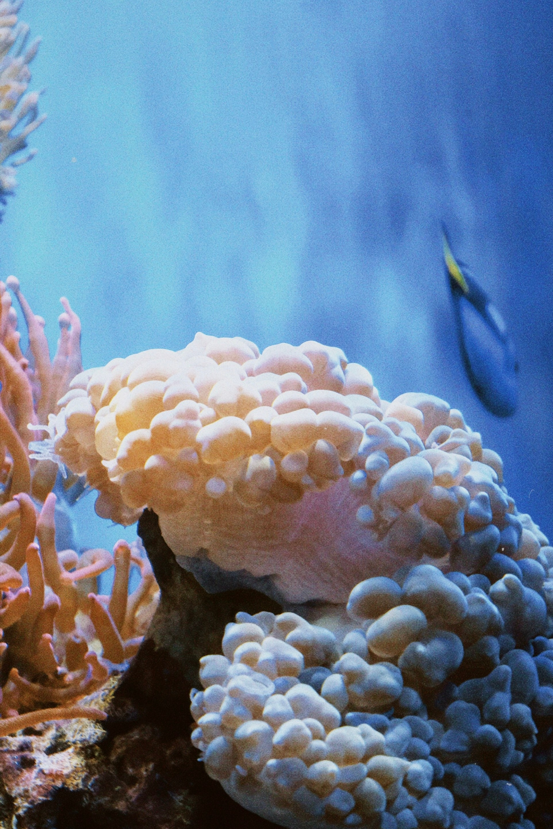 Калининград. Татьян гертье