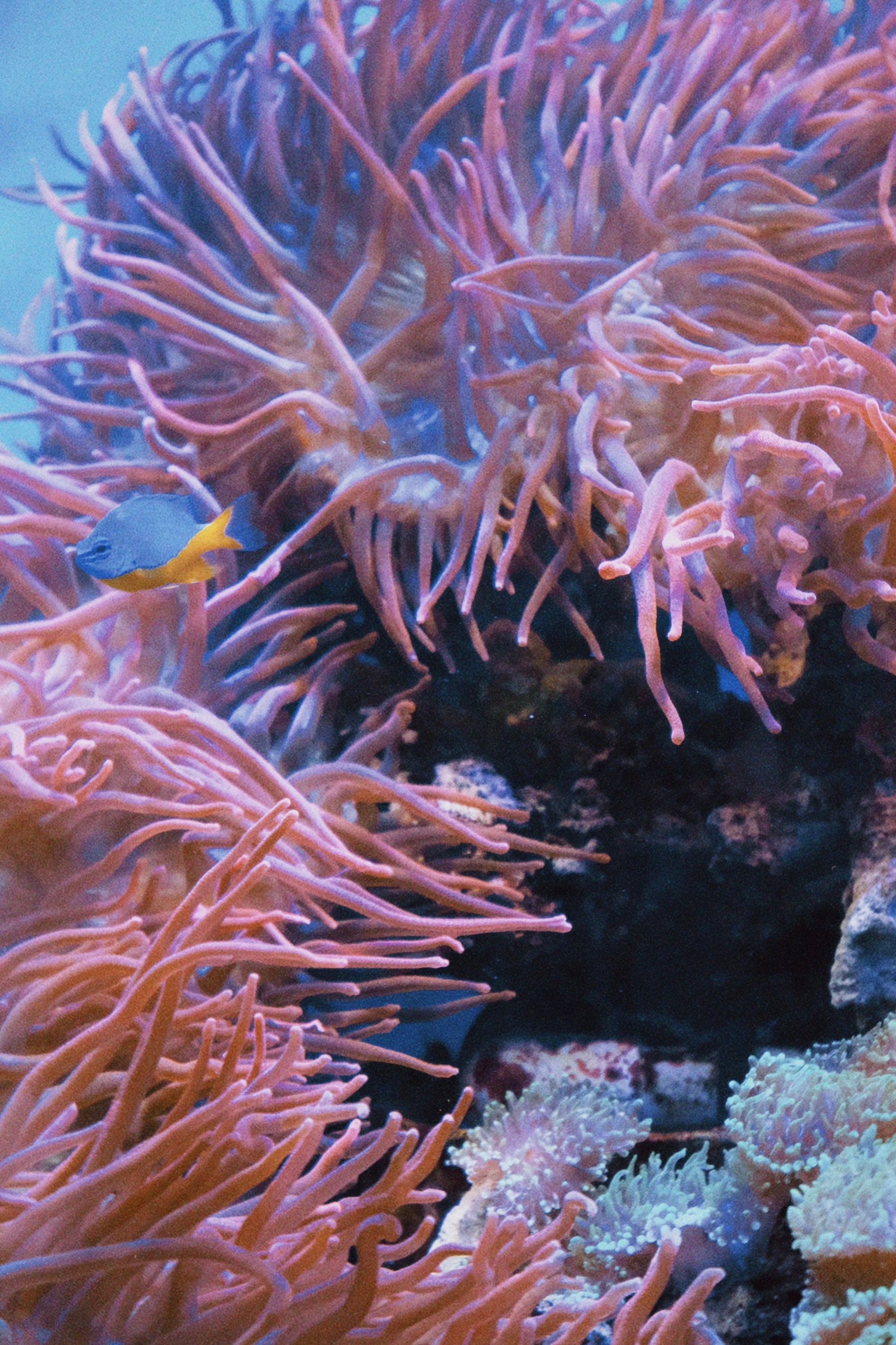 Калининград. Татьян гертье