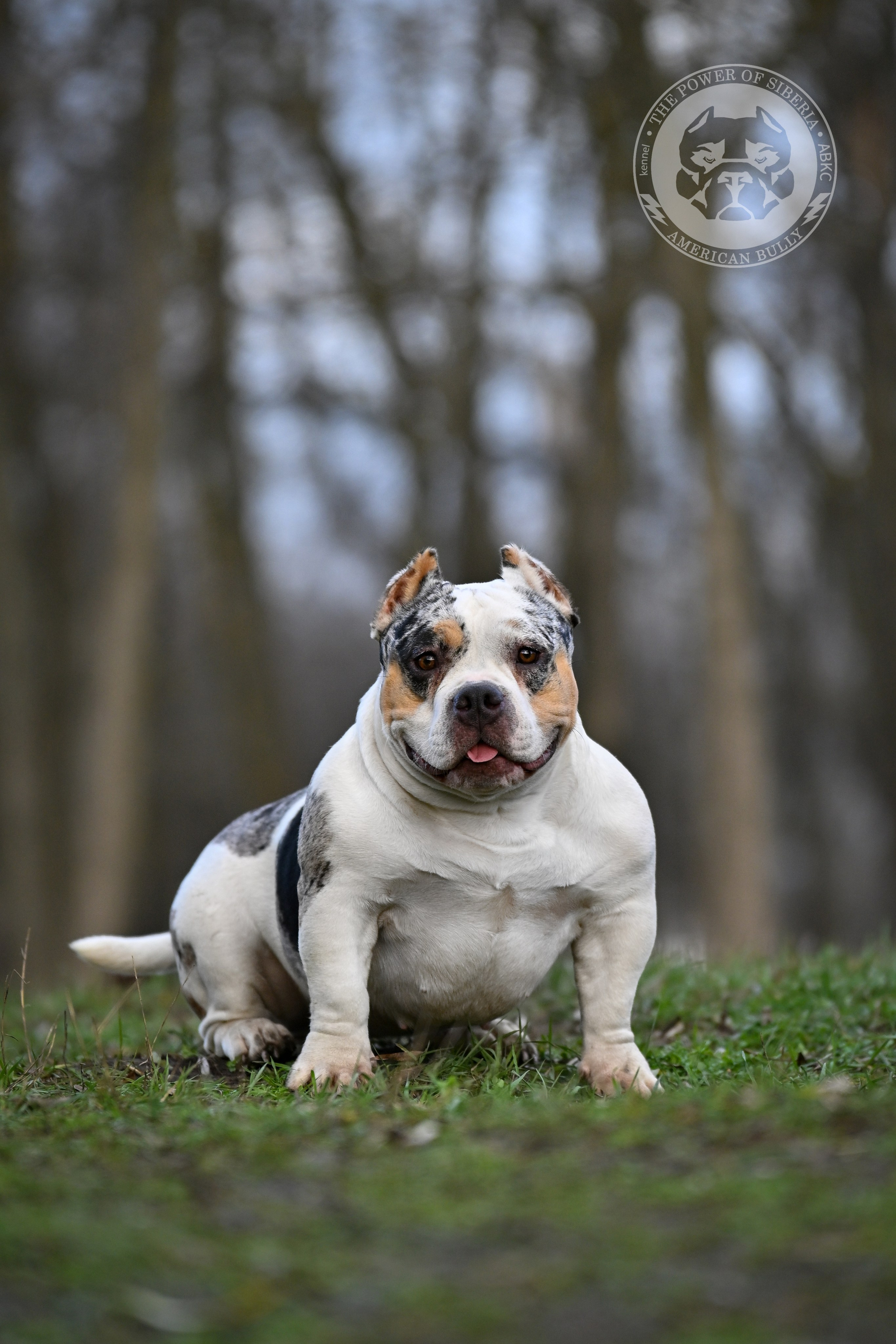 THE POWER OF SIBERIA BAFFI. Американский Булли в г. Ростов-на-Дону. Питомник THE POWER OF SIBERIA