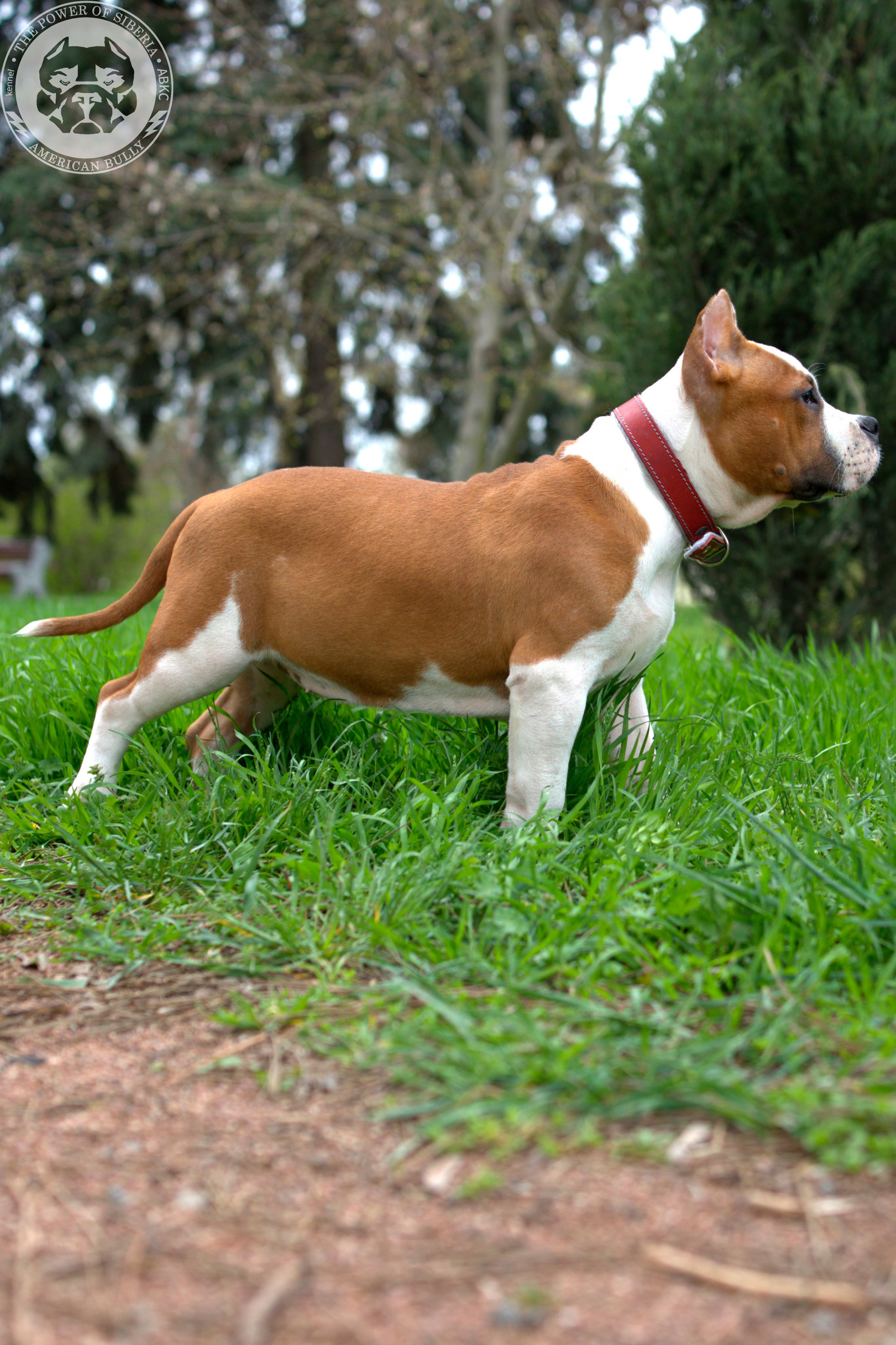 Свободные щенки Американский Булли, в типах покет, классик, стандарт. Американский Булли в г. Ростов-на-Дону. Питомник THE POWER OF SIBERIA