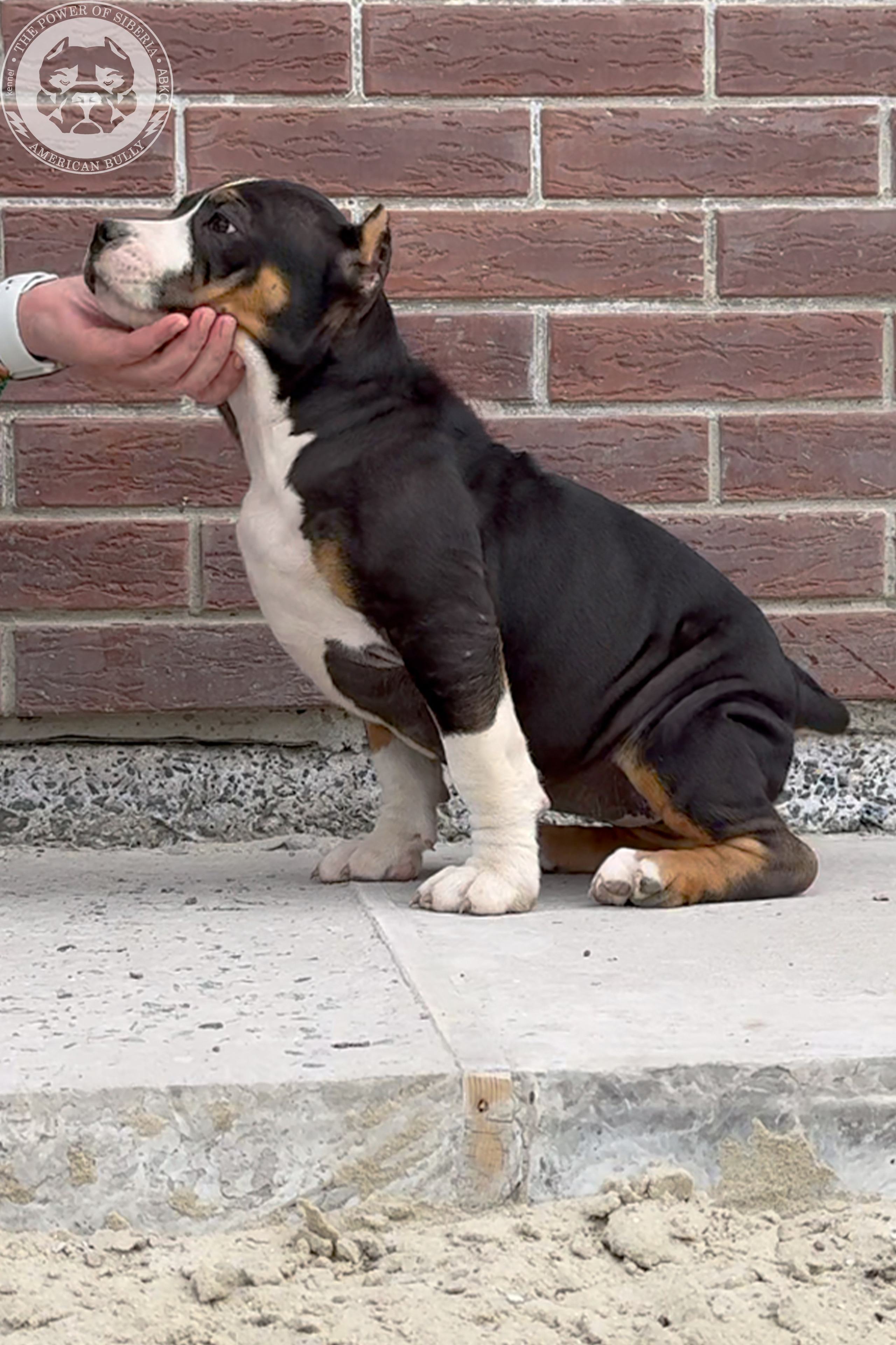 Свободные щенки Американский Булли, в типах покет, классик, стандарт. Американский Булли в г. Ростов-на-Дону. Питомник THE POWER OF SIBERIA