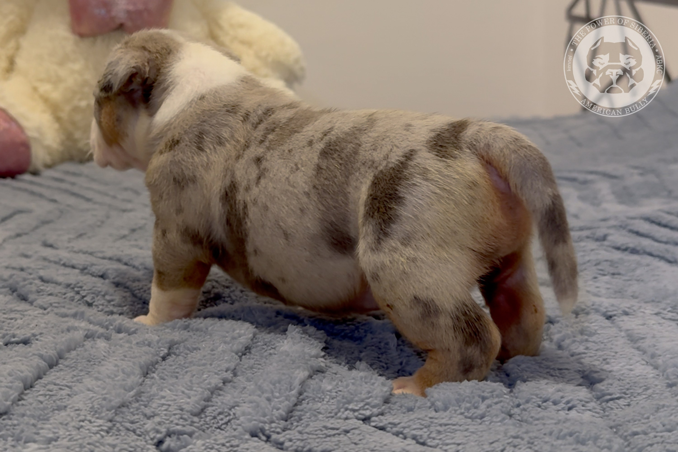 Свободные щенки Американский Булли, в типах покет, классик, стандарт. Американский Булли в г. Ростов-на-Дону. Питомник THE POWER OF SIBERIA