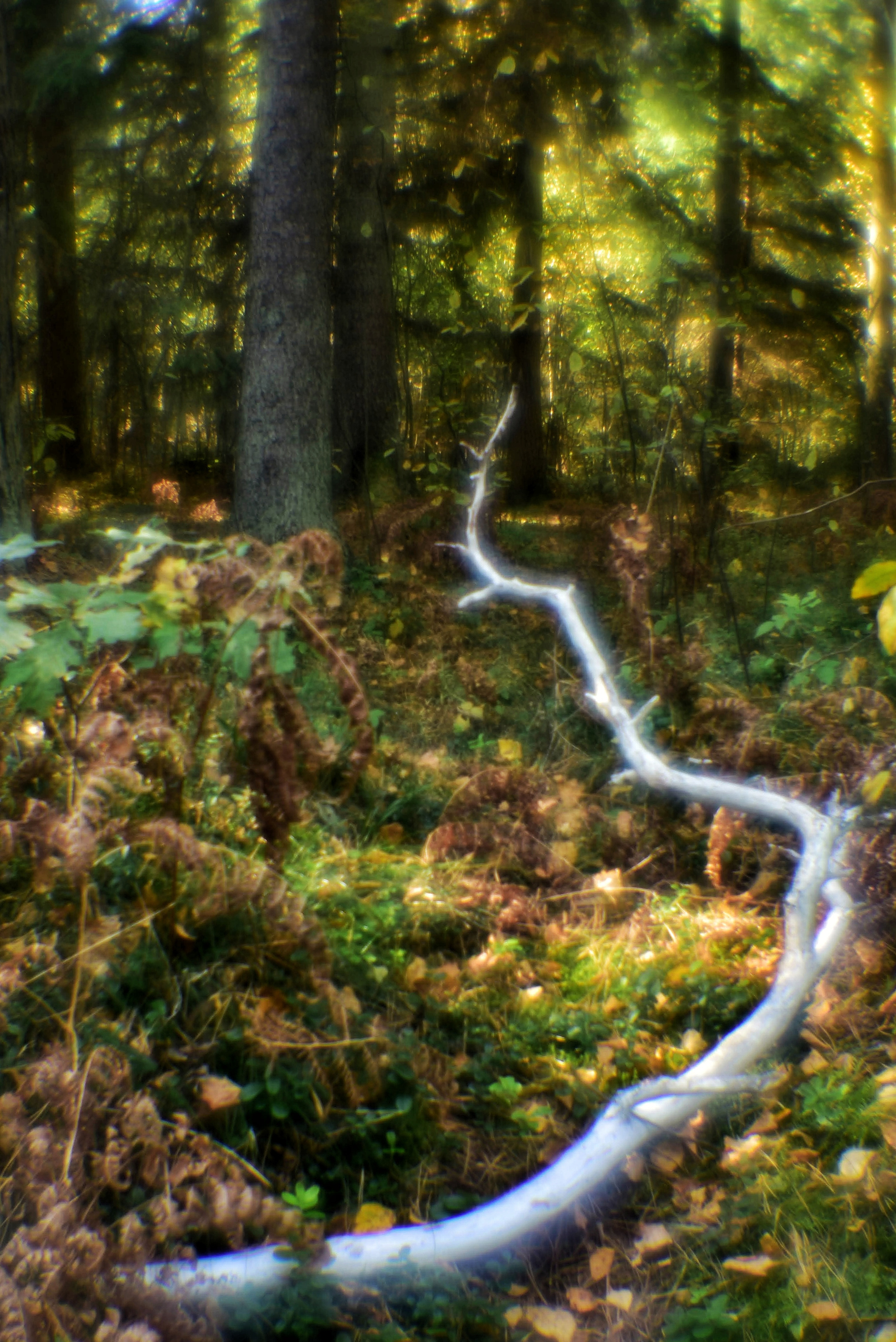 Монокль. То ещё портфолио