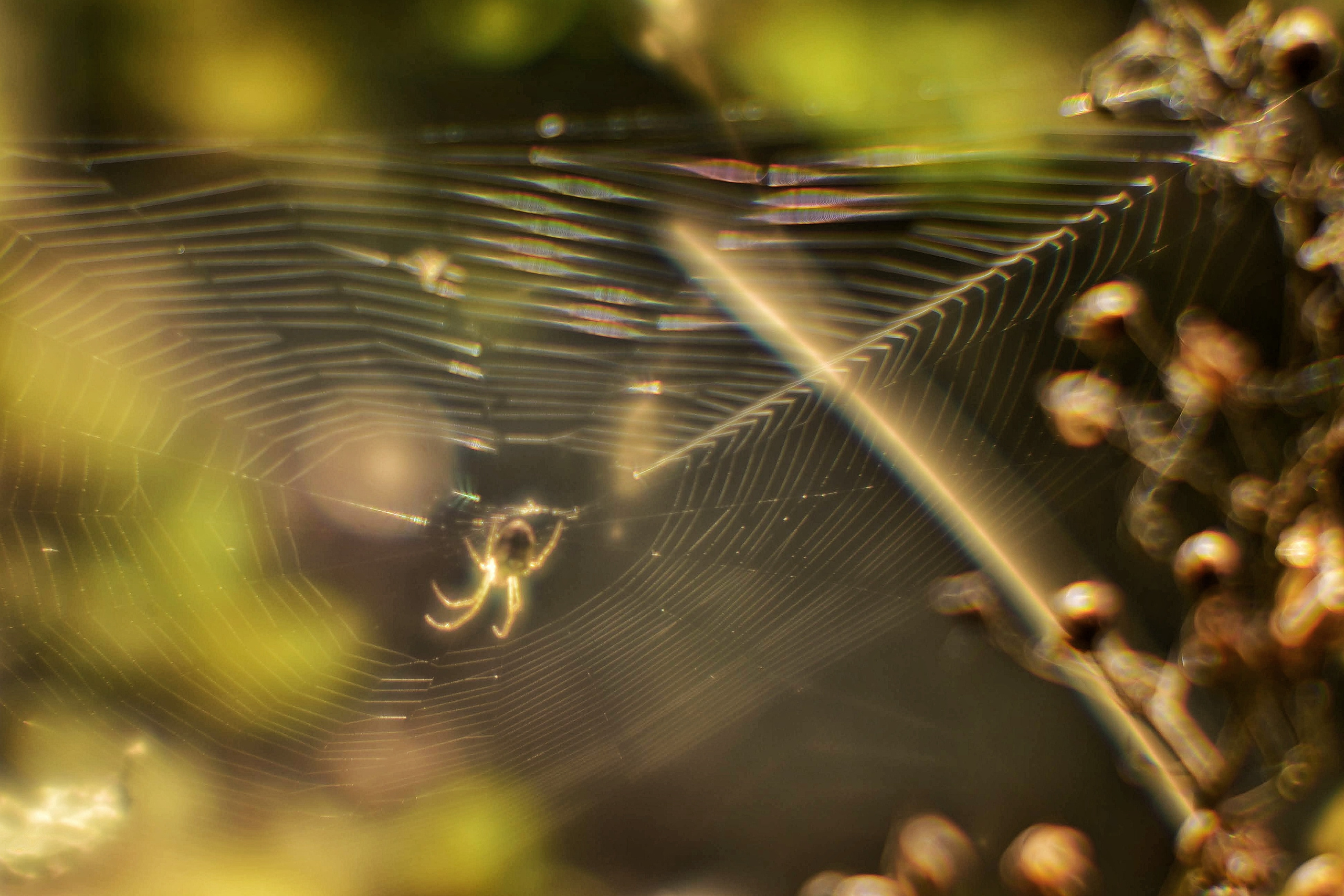 Монокль. То ещё портфолио