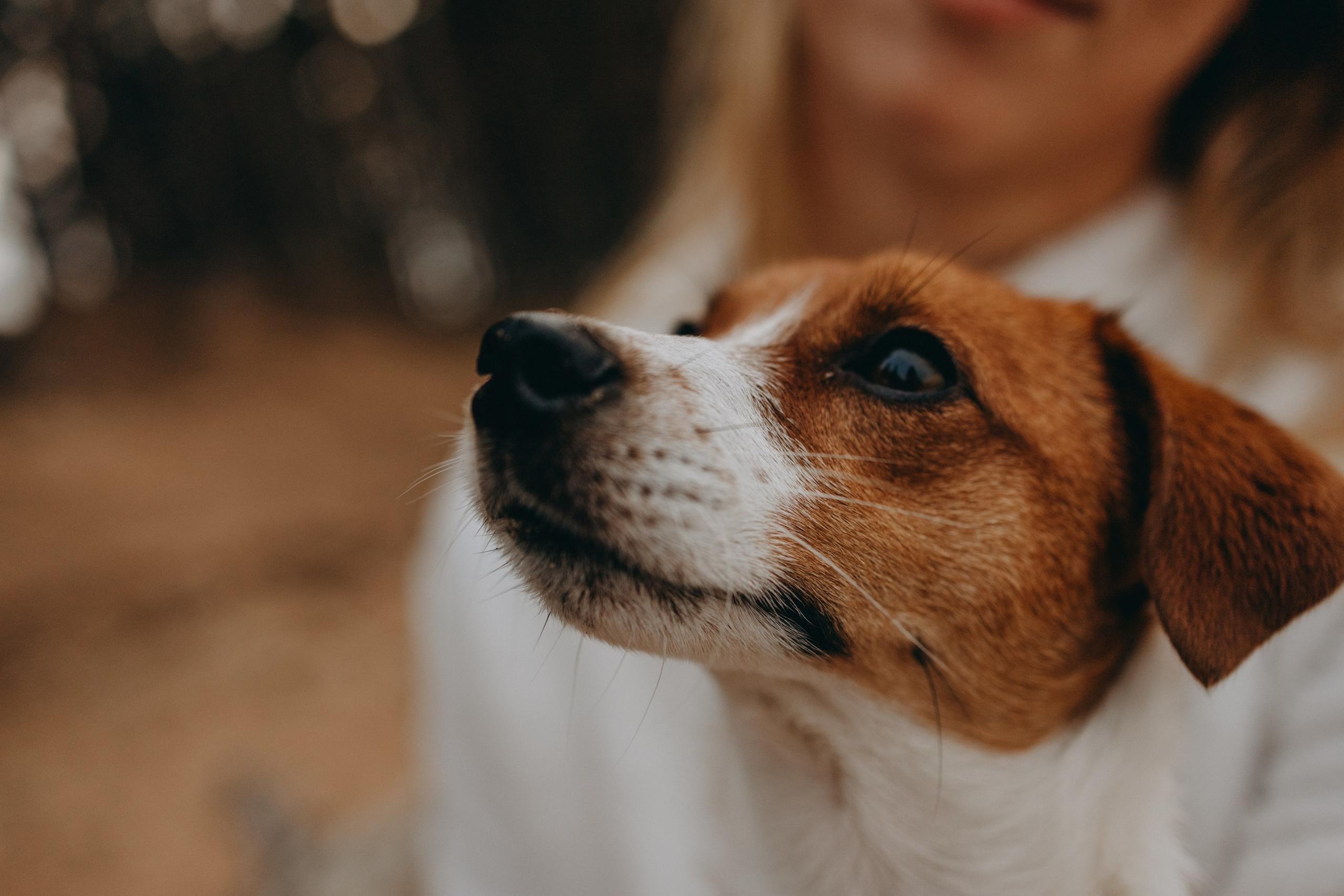 Лея и ее семья. Фотограф — Анималист | Санкт-Петербург