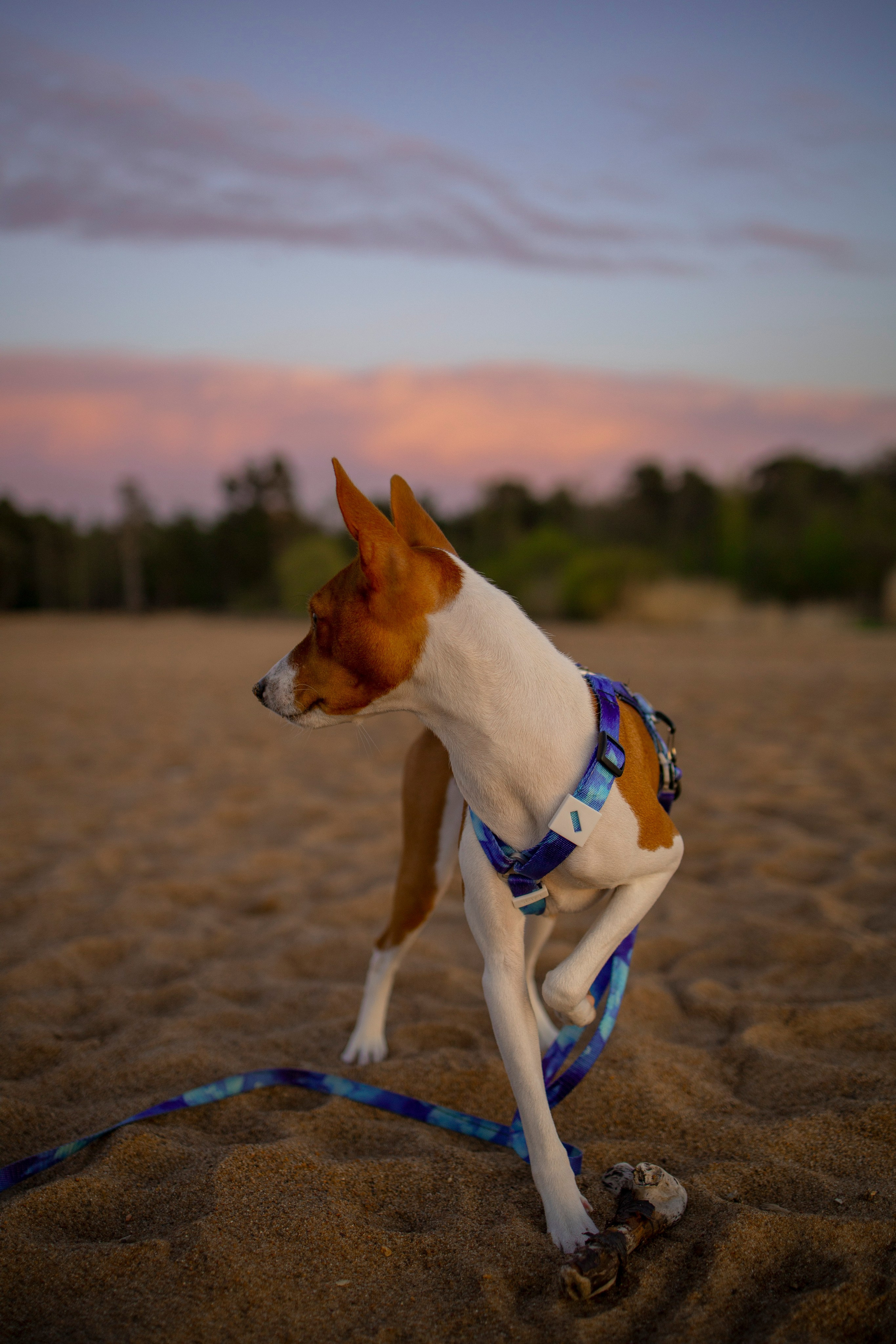 Лео и Саша. Фотограф-анималист в Санкт-Петеребурге Титова Алиса