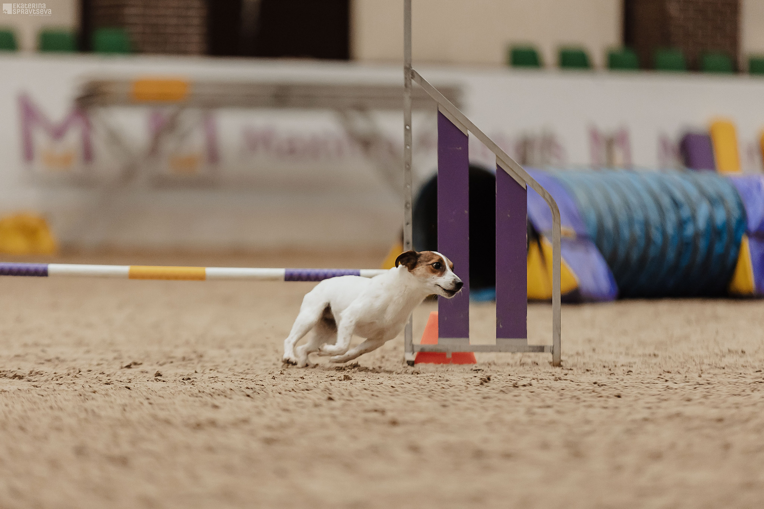 ЧРКФ Аджилити в Максима. Фотограф Анималист Екатерина Справцева в Нижнем Новгороде