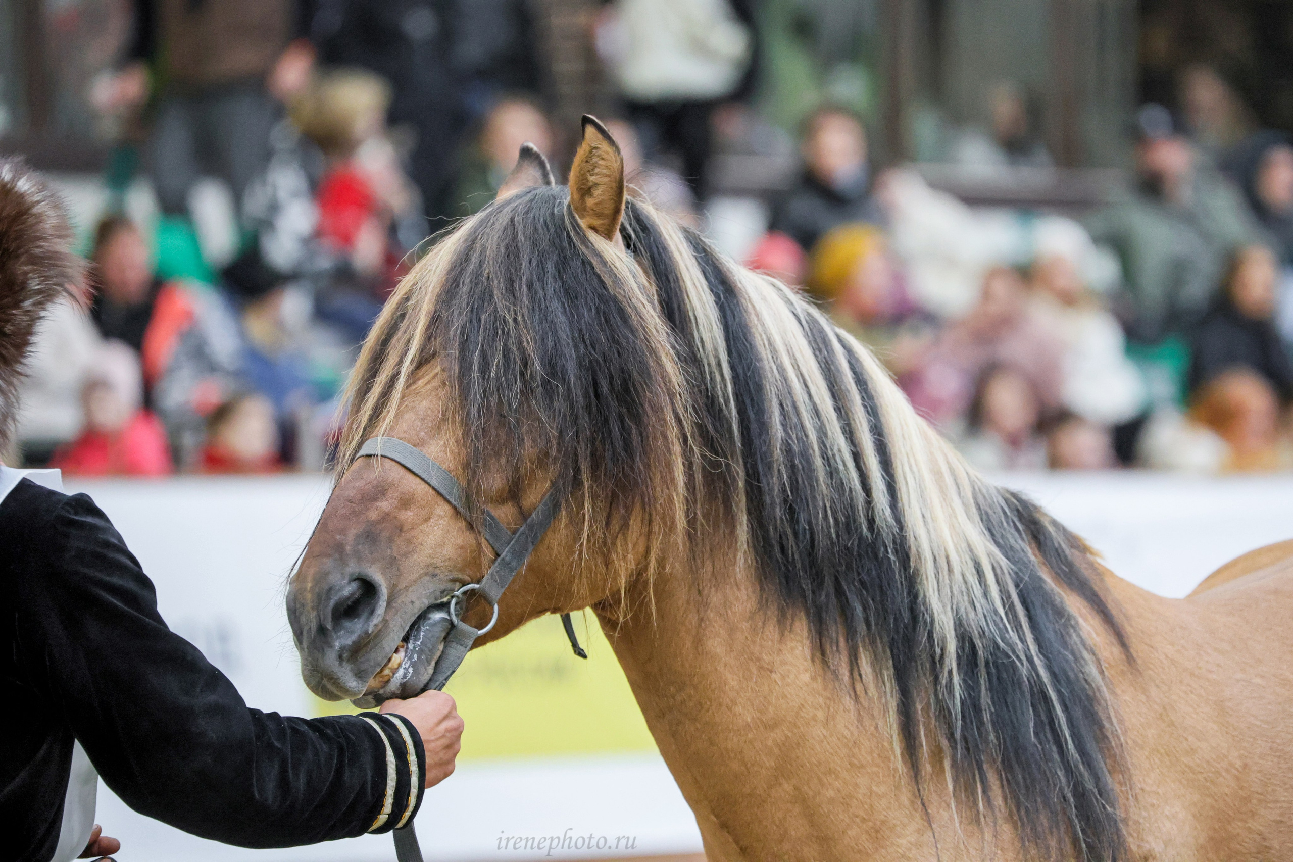 Конная Россия 2024. Irenephoto.ru