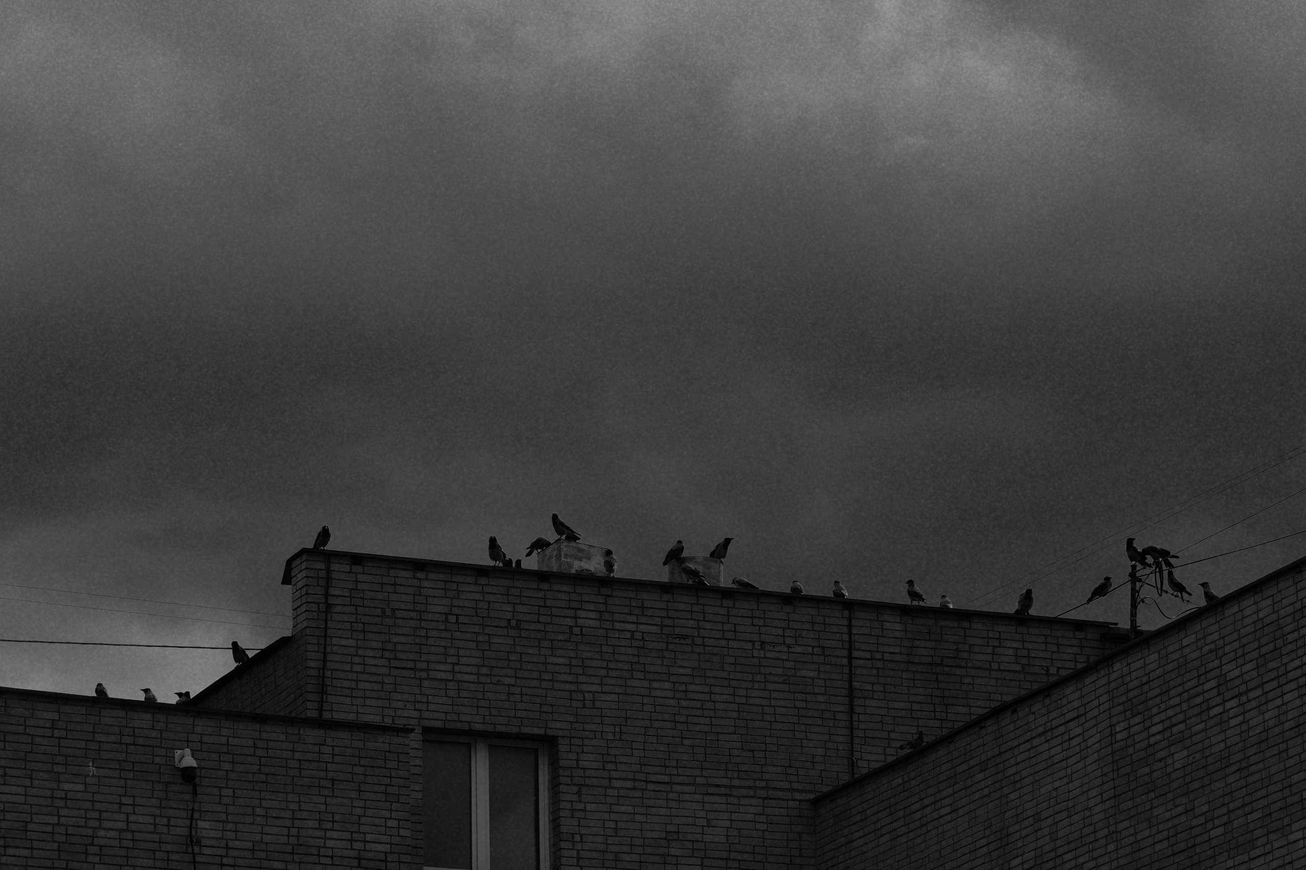 Наблюдая за птицами 🦅. Миша Печёнкин | фотография