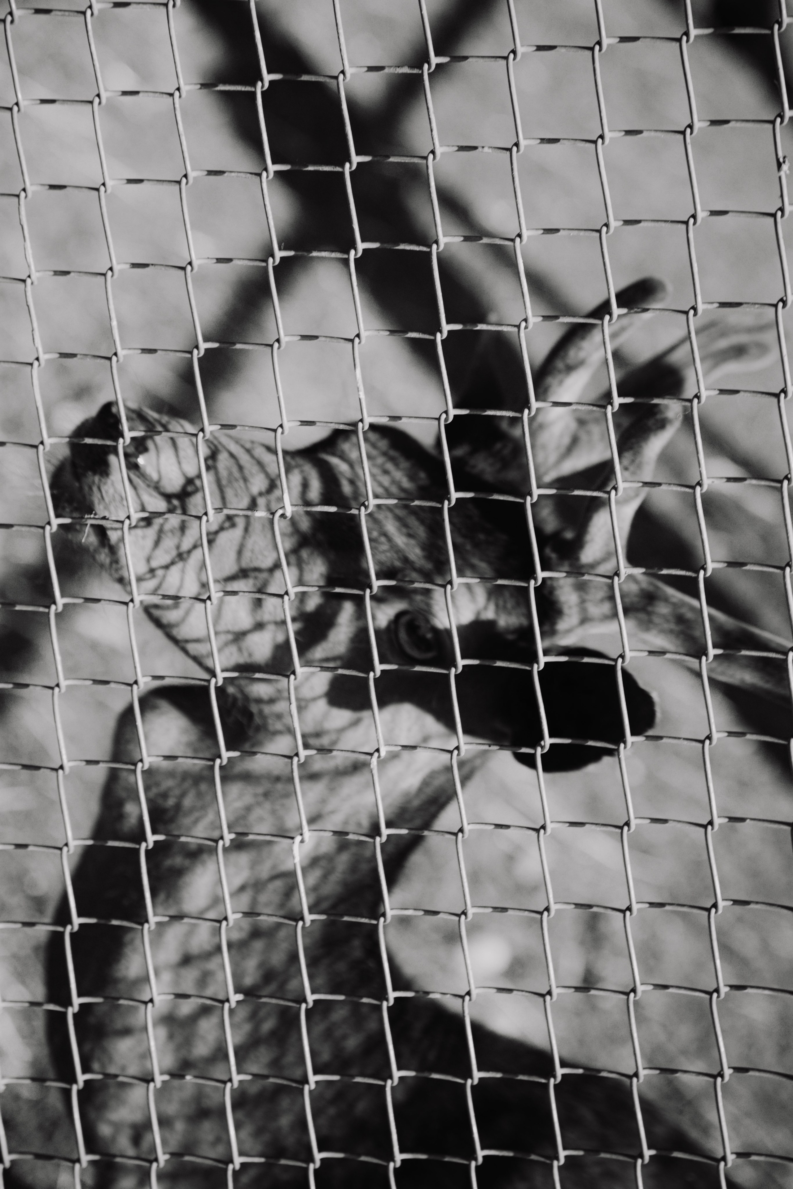 Зоопарк. Dmitriy [KCCC] is a pretty cool photographer