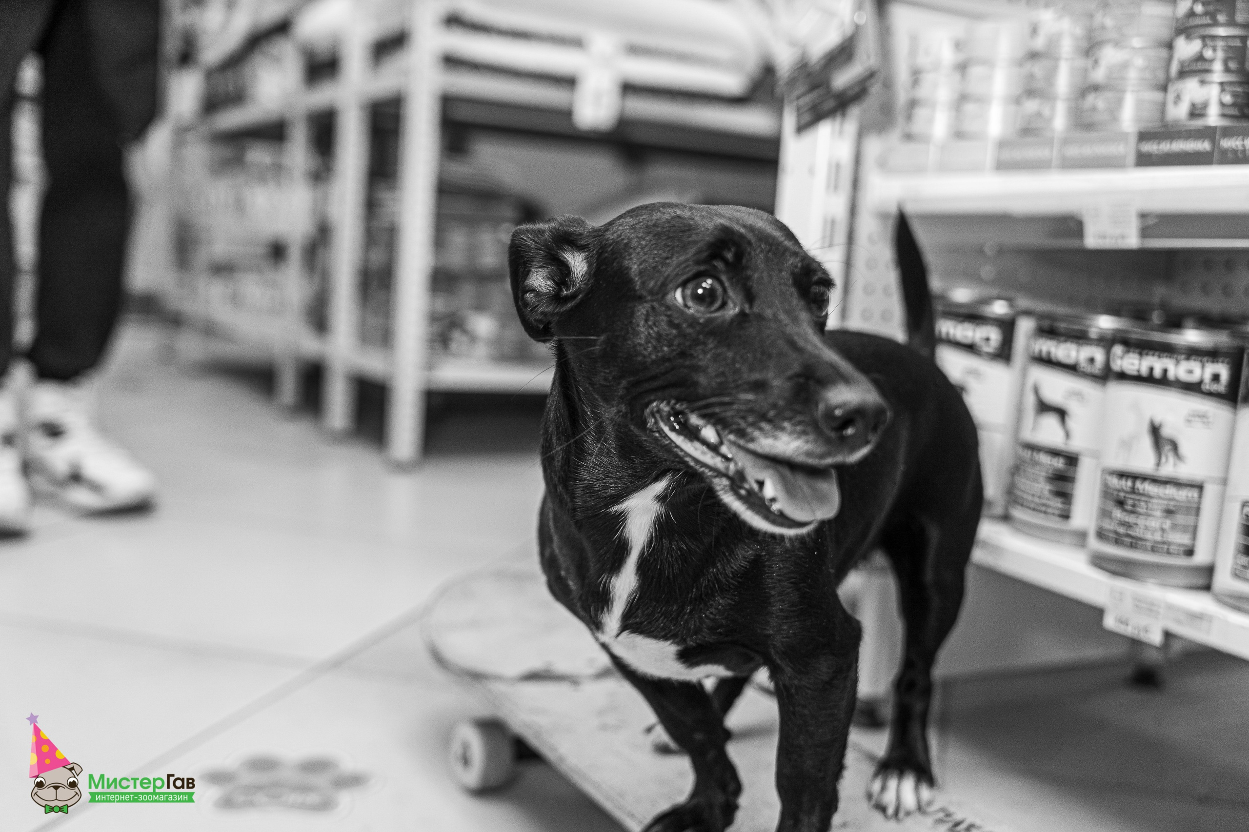 Мистер Гав -13 лет!. Фотограф Челябинск · Ольга Серебрякова