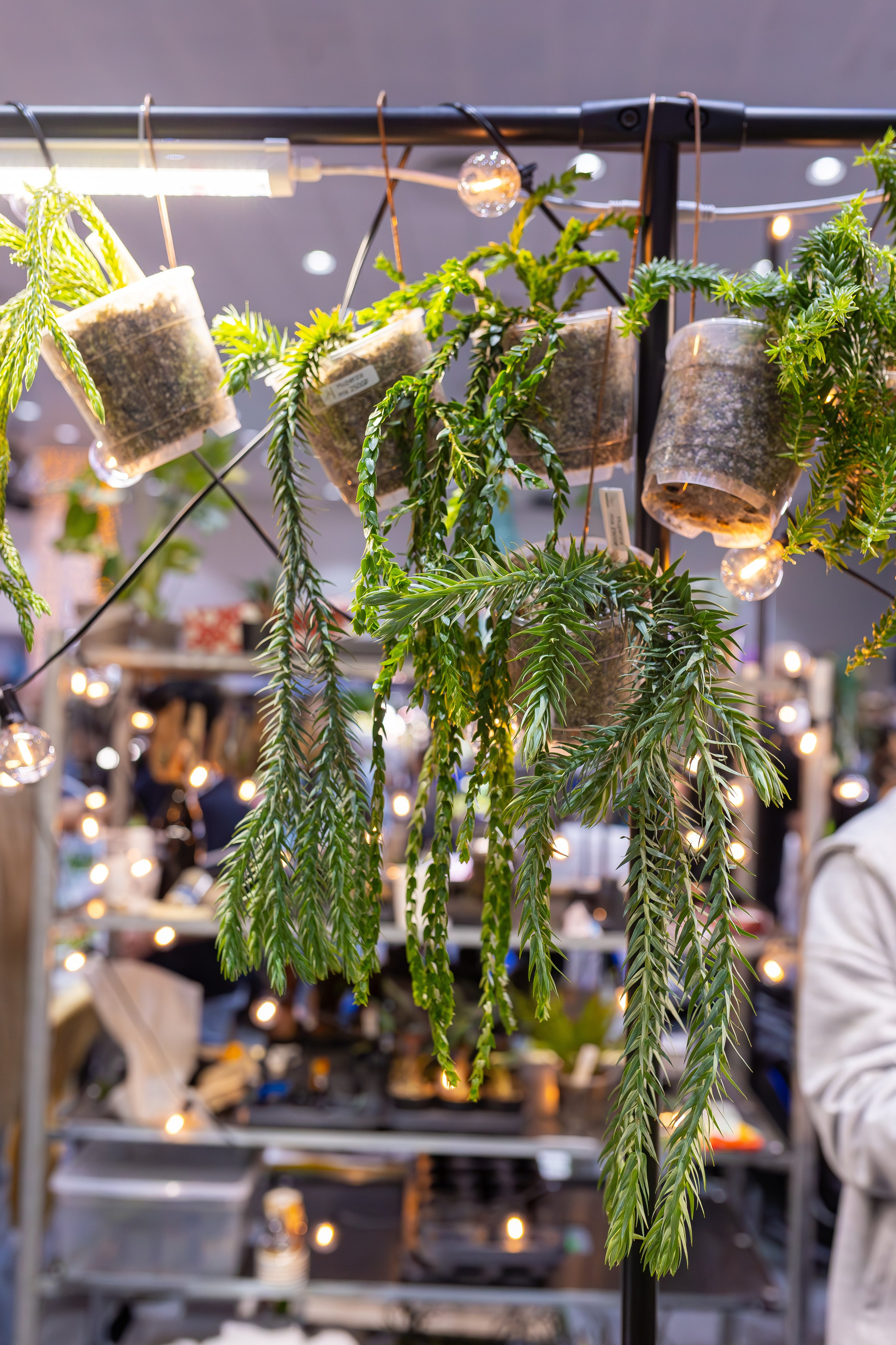 Орхидиум 12.2025. Александра Куликова фотограф, Москва