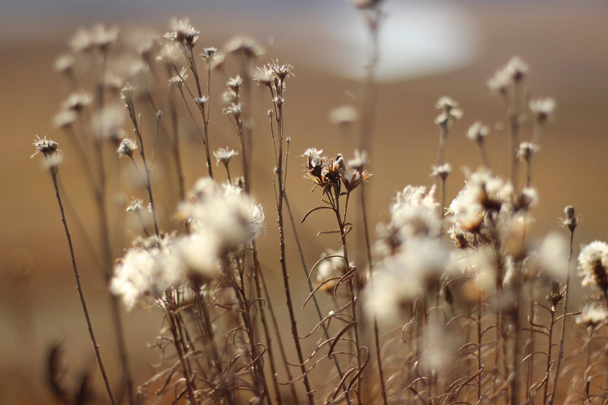 Природа. Фотограф Юлия Левандовская, п.Ясногорск