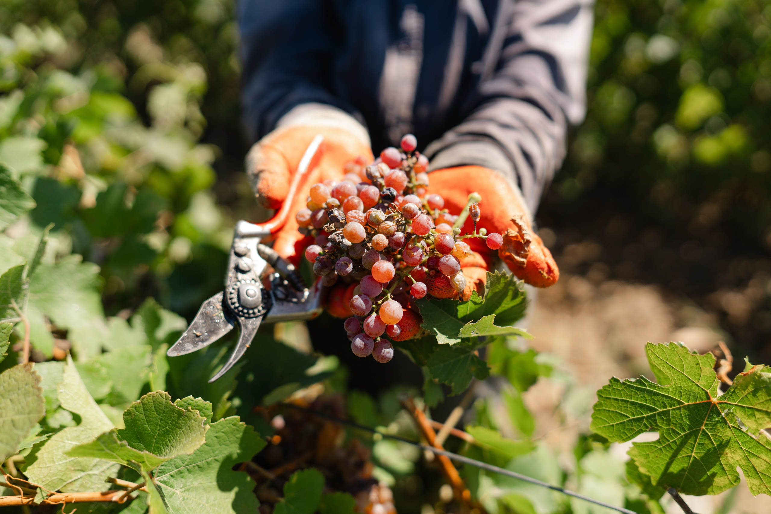 ArbaWine. Адиль Абильтаев|Фотограф|Астана