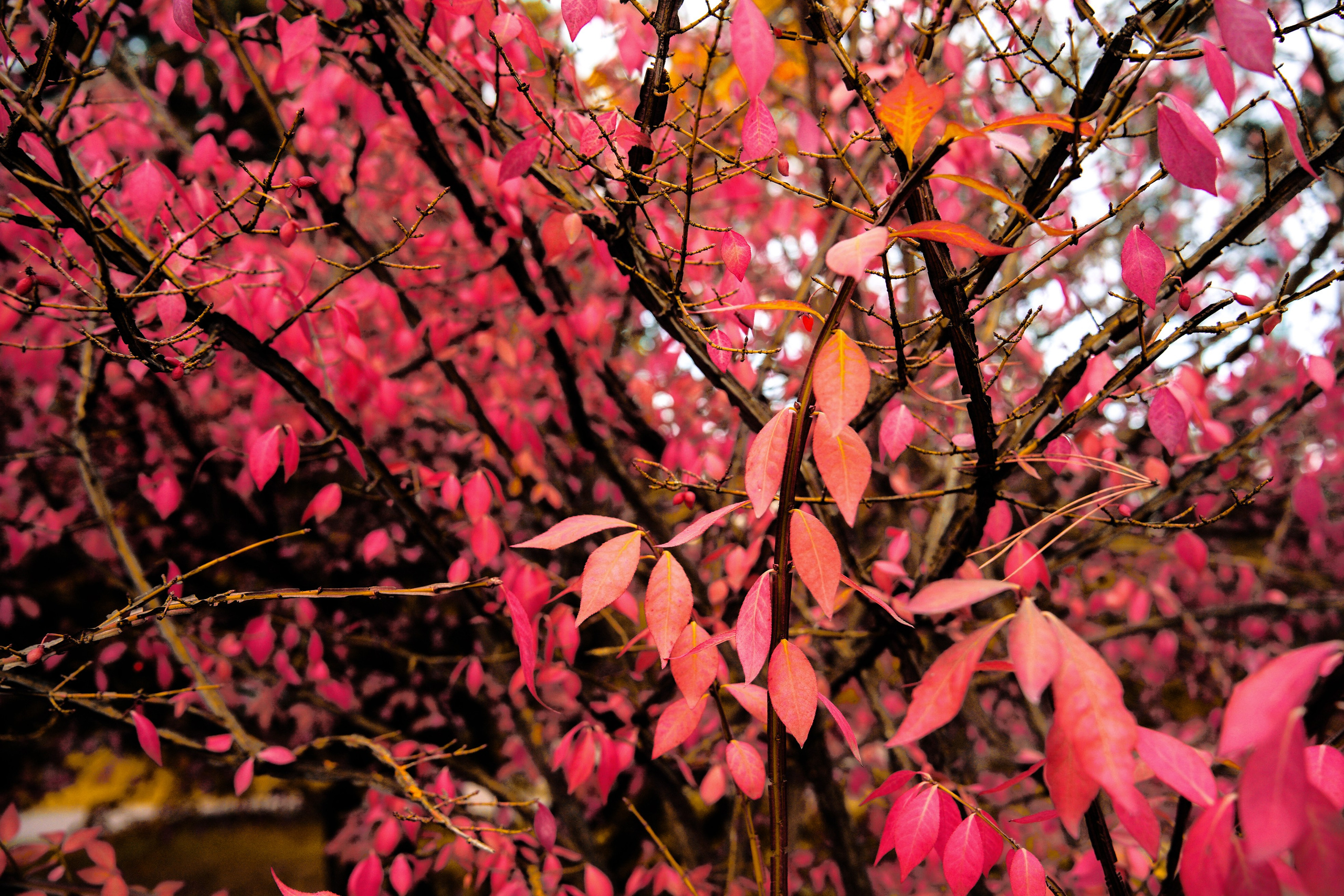 Осень 2025. Фотограф из Москвы — DASHA NOVA | Авторская фотография в разных жанрах