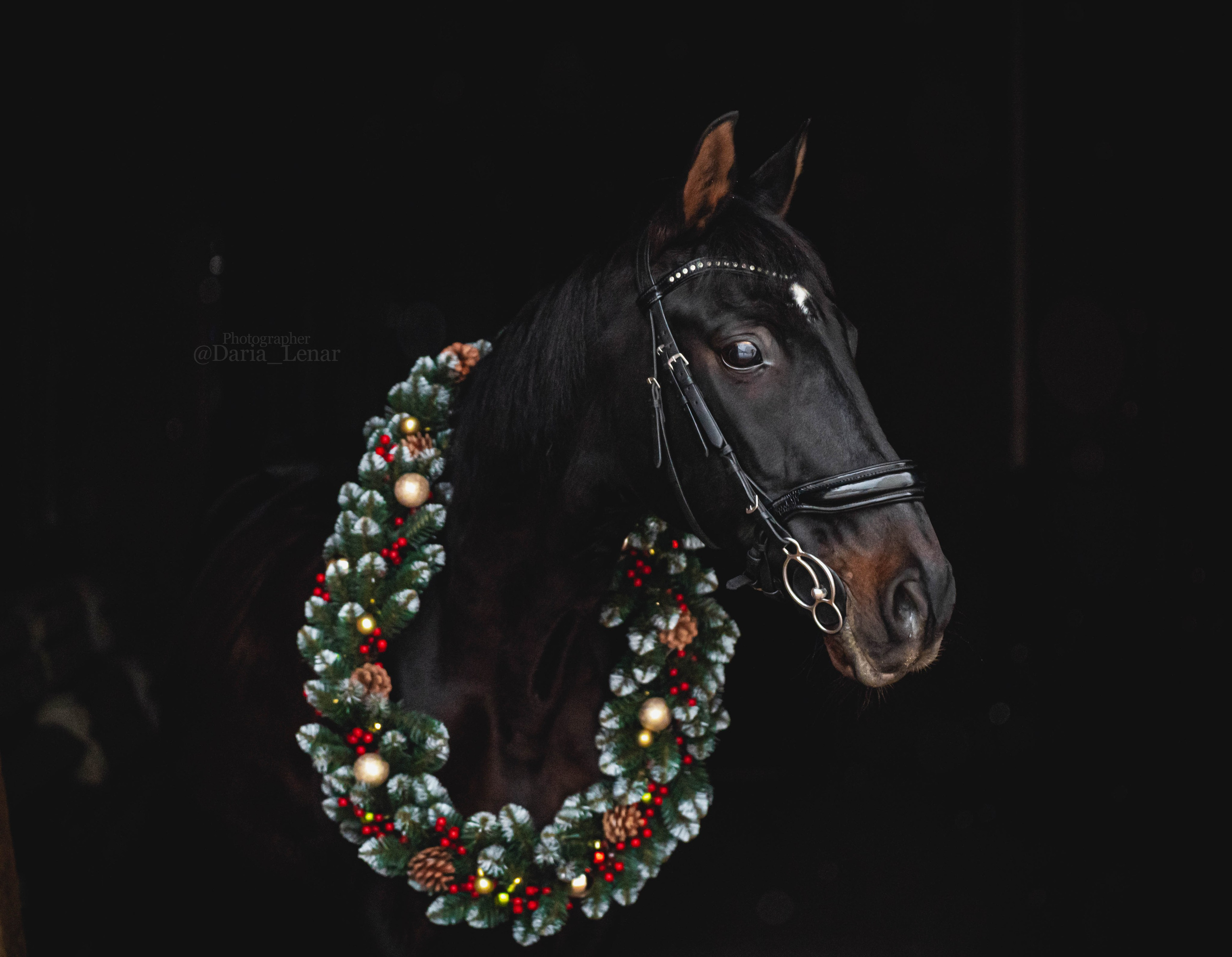 Новогодний венок. Фотограф в Москве Ленарская Дарья