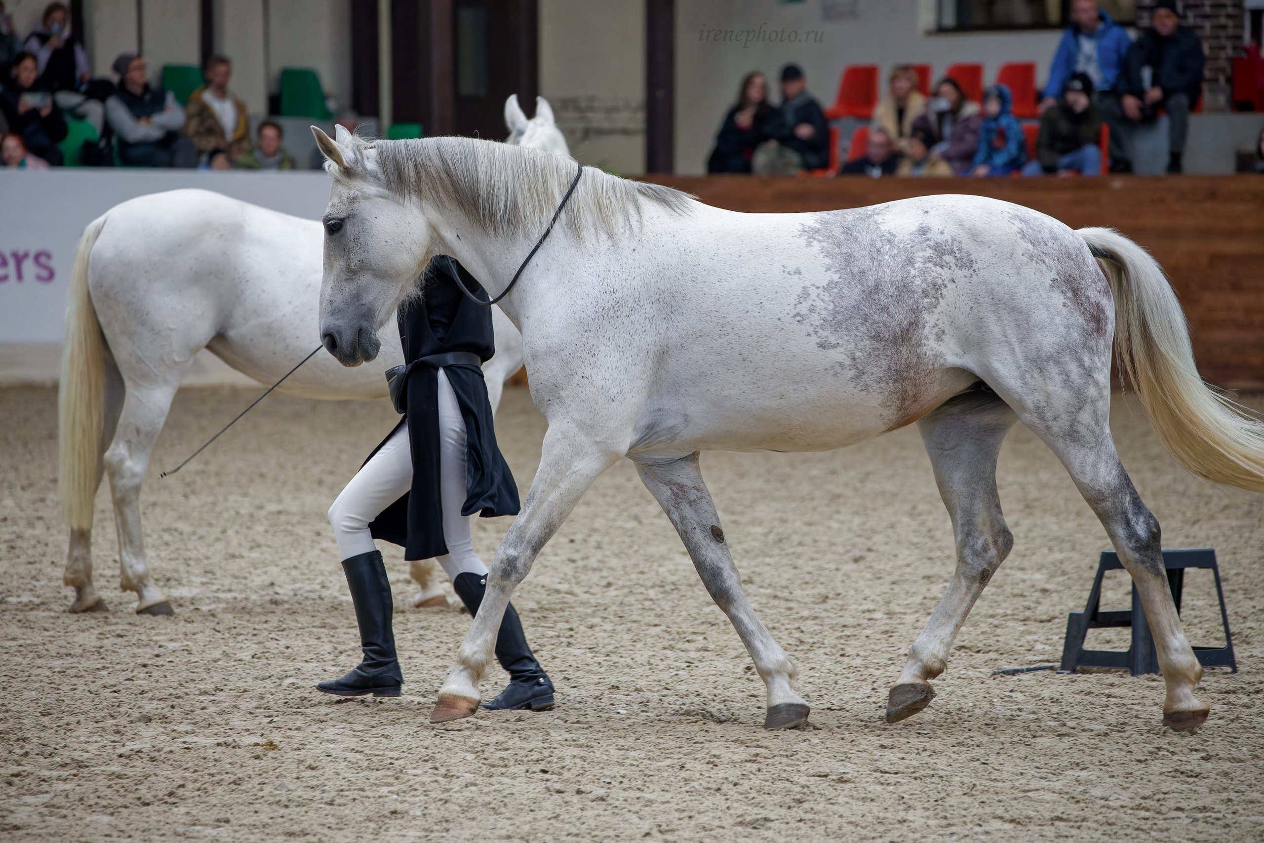 Конная Россия 2024. Irenephoto.ru
