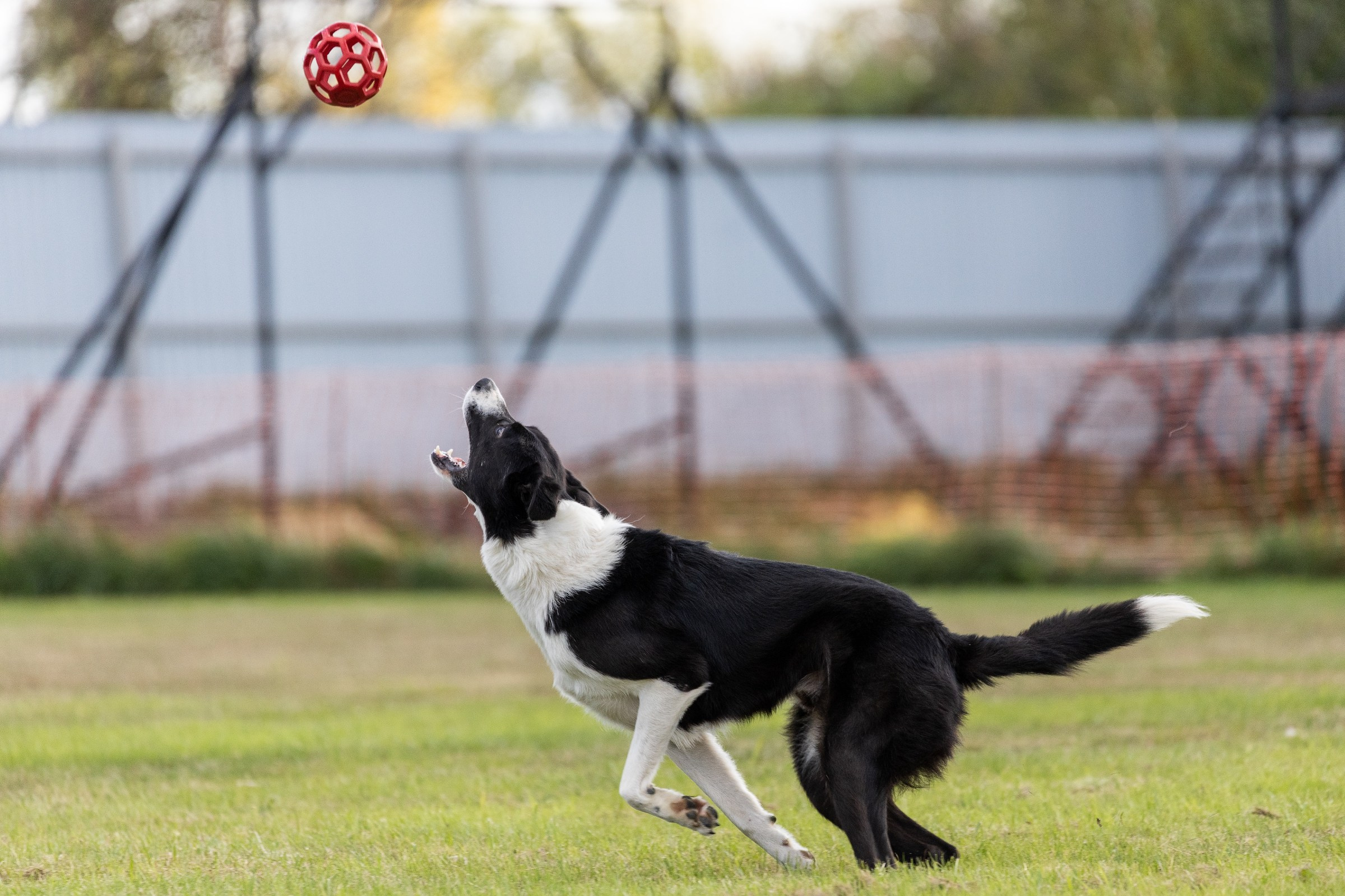 Дог-фризби. Irenephoto.ru