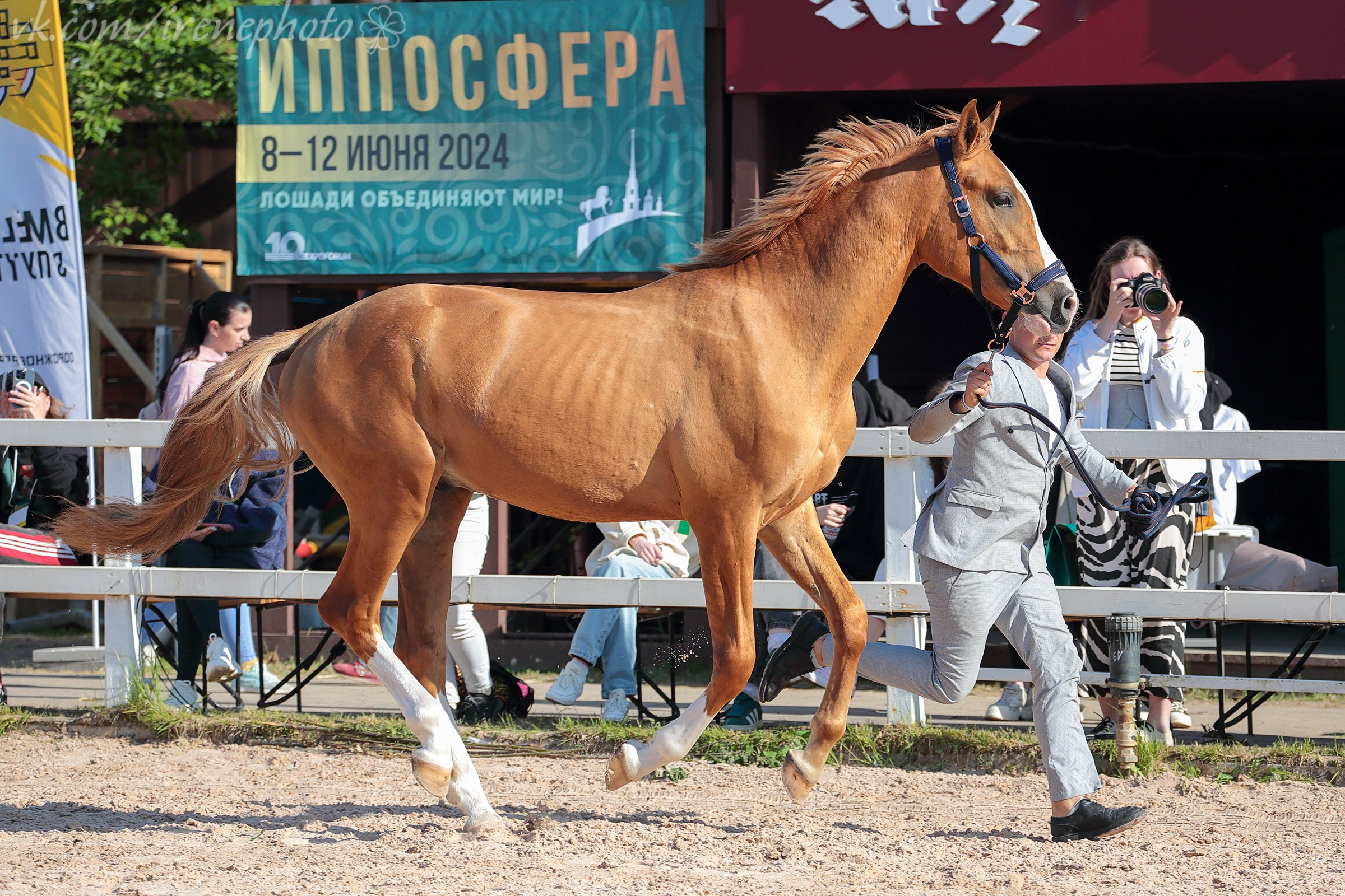 Иппосфера 2024. Irenephoto.ru