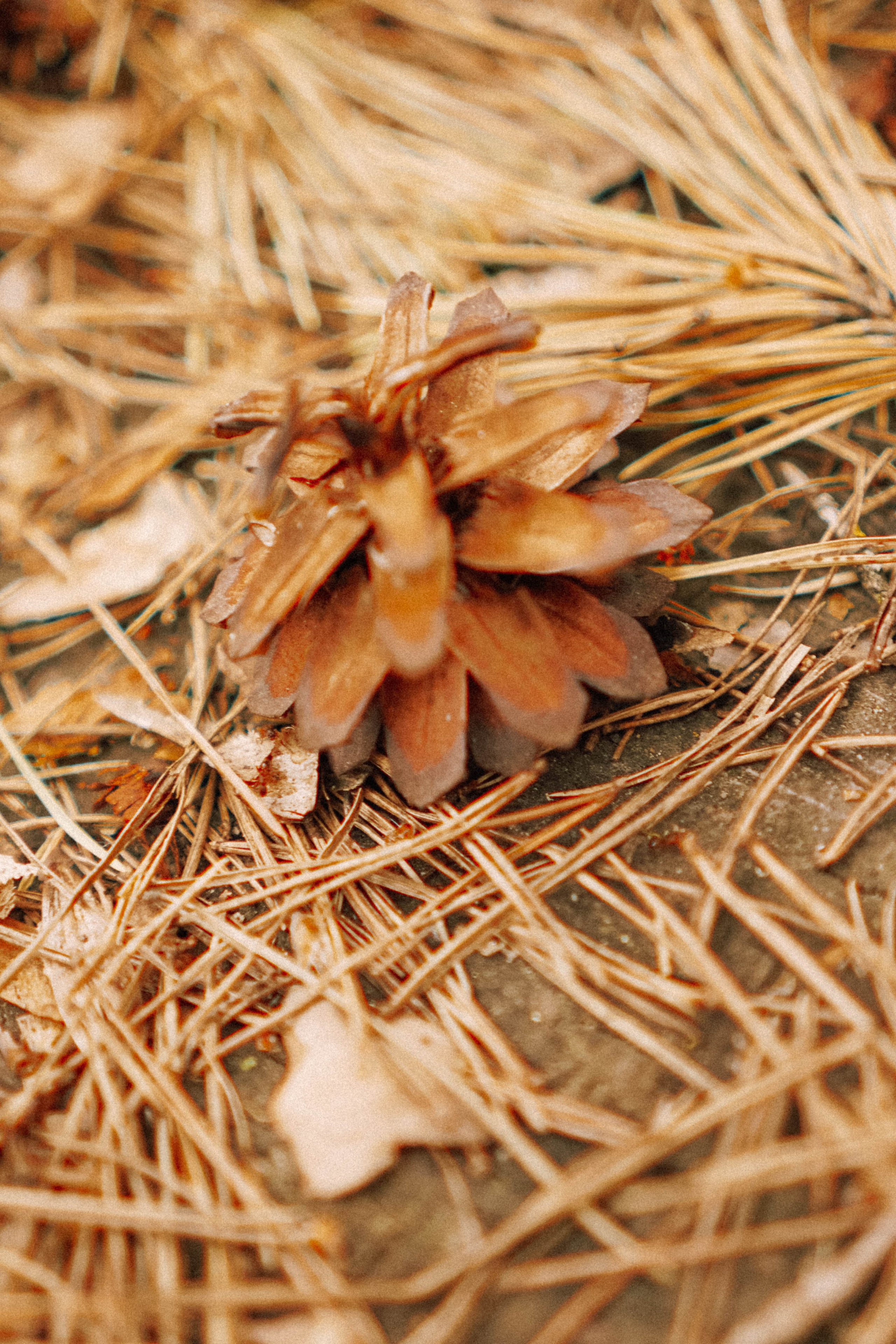 КИСЛОВОДСК. Профессиональный фотограф, Санкт-Петербург — Виктория Богомолова