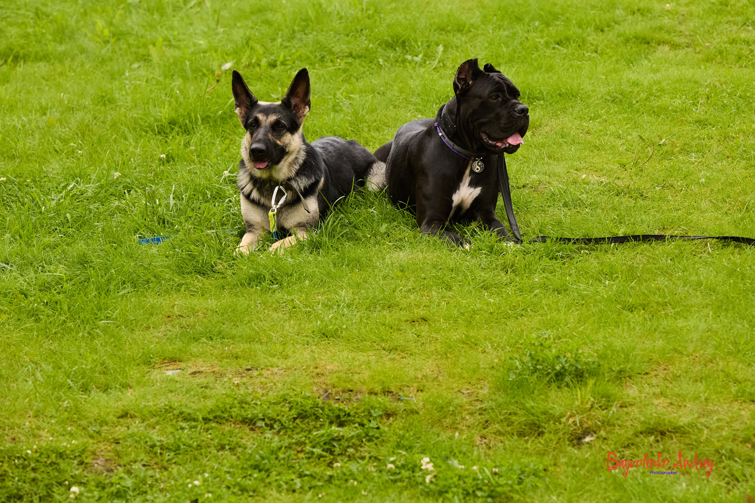 Проект фотопрогулка с хвостиком. Buyvolenko Andrey