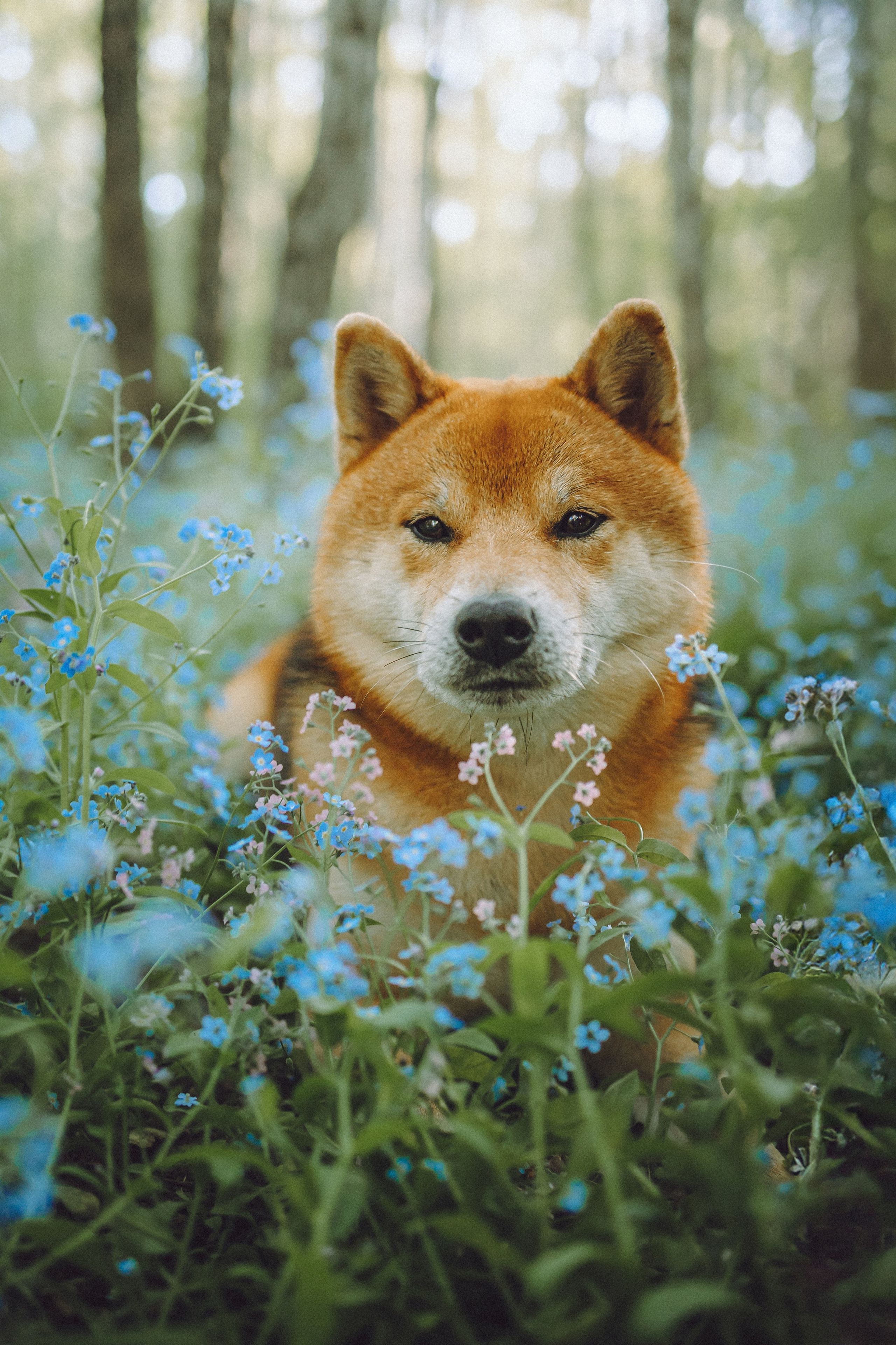 Шед, Цири, Чиби, Цера и их семья