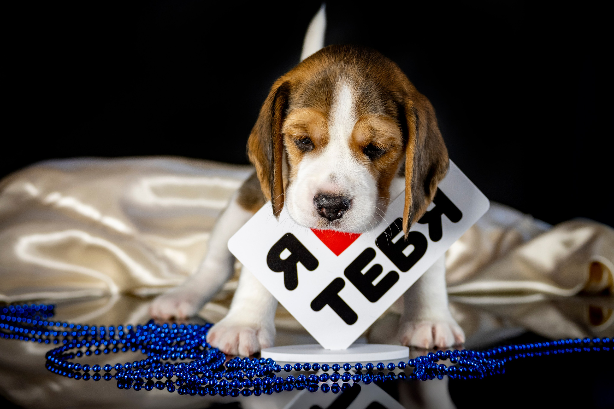 Фотосессия щенков бигля. Фотограф анималист в Санкт-Петербурге Таша Крейв