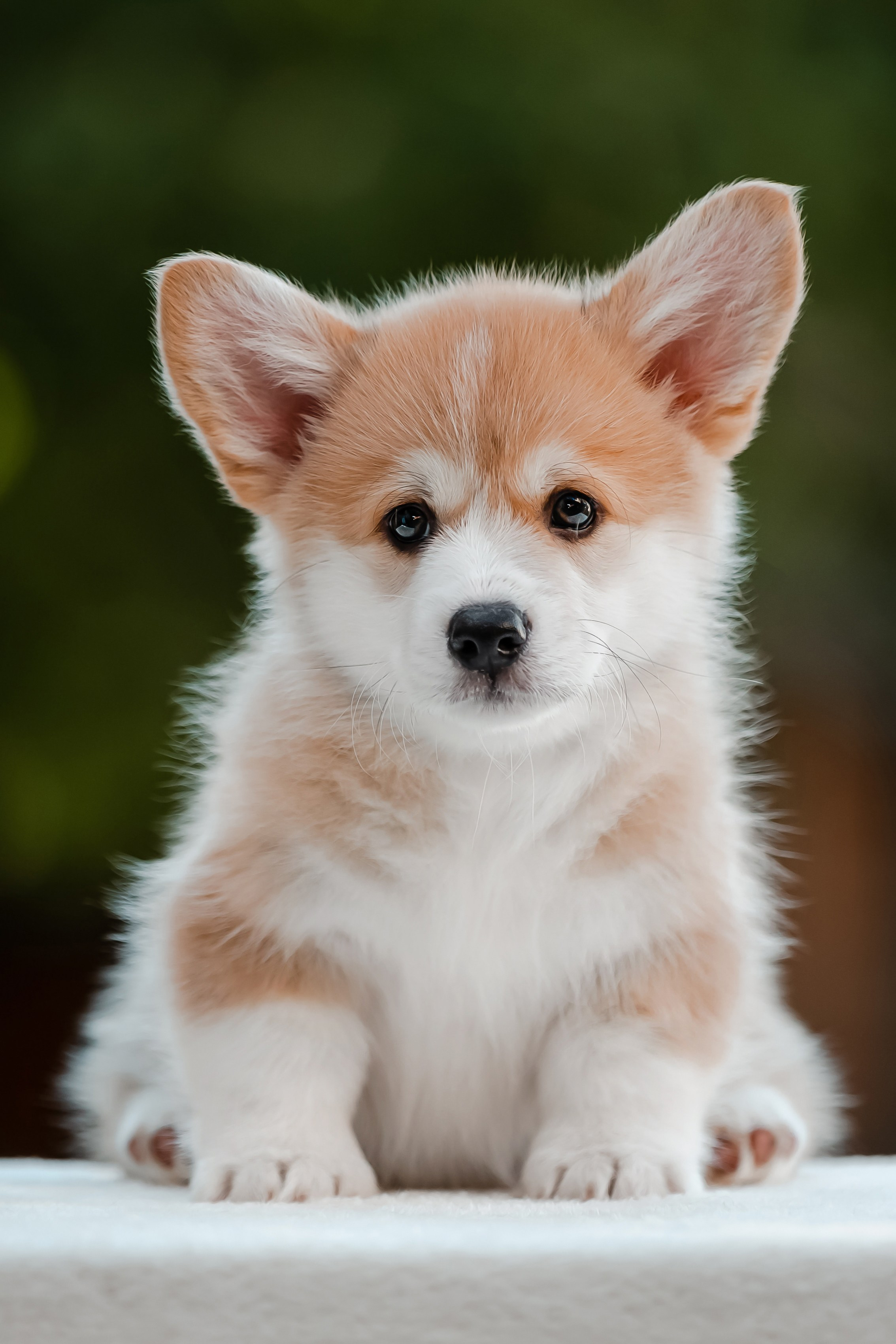 Щенки корги в корзинах и цветах. Фотограф-анималист в Краснодаре Маша Мельникова