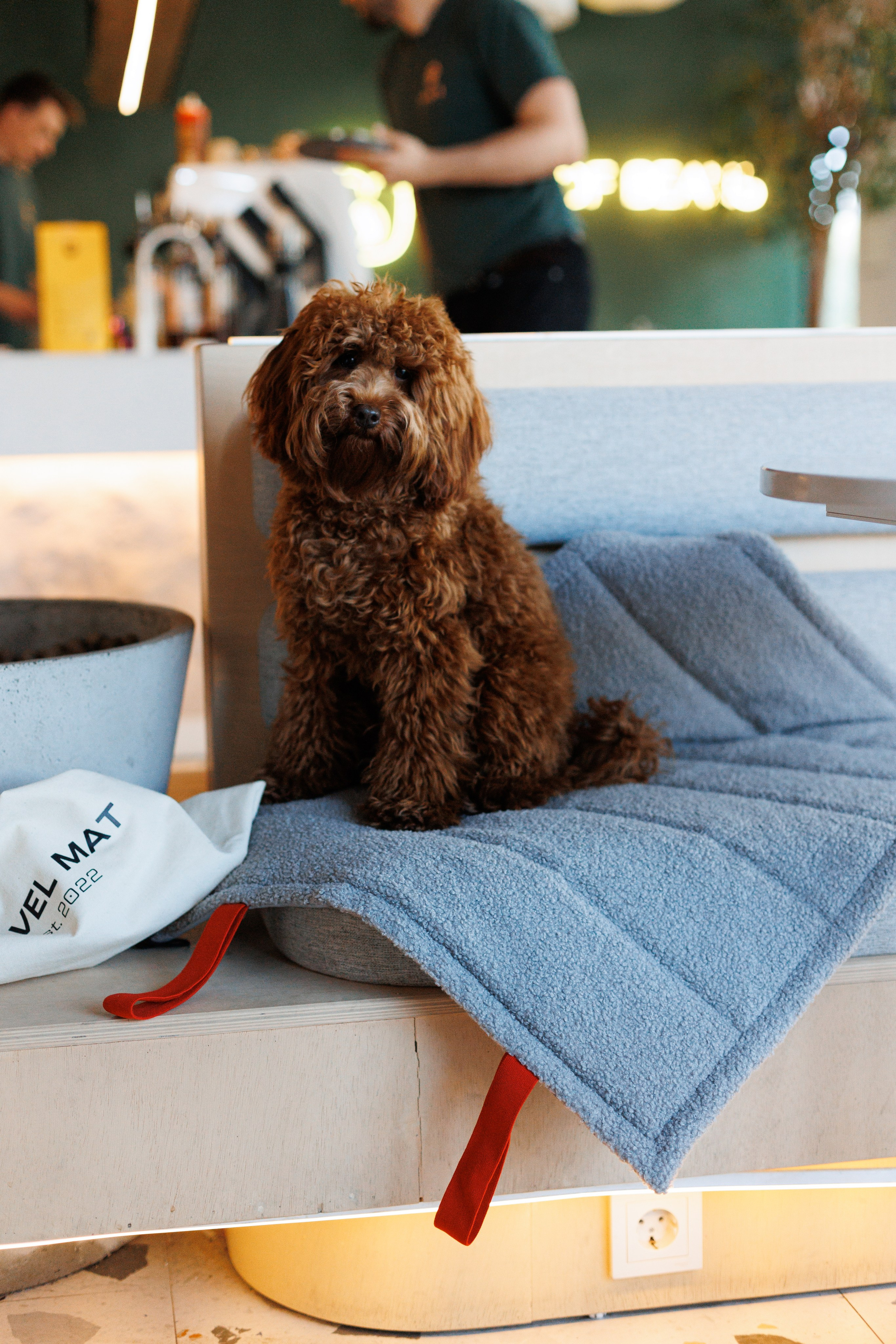 Bmbh городская. Фотограф анималист Кристина Карпова, Москва