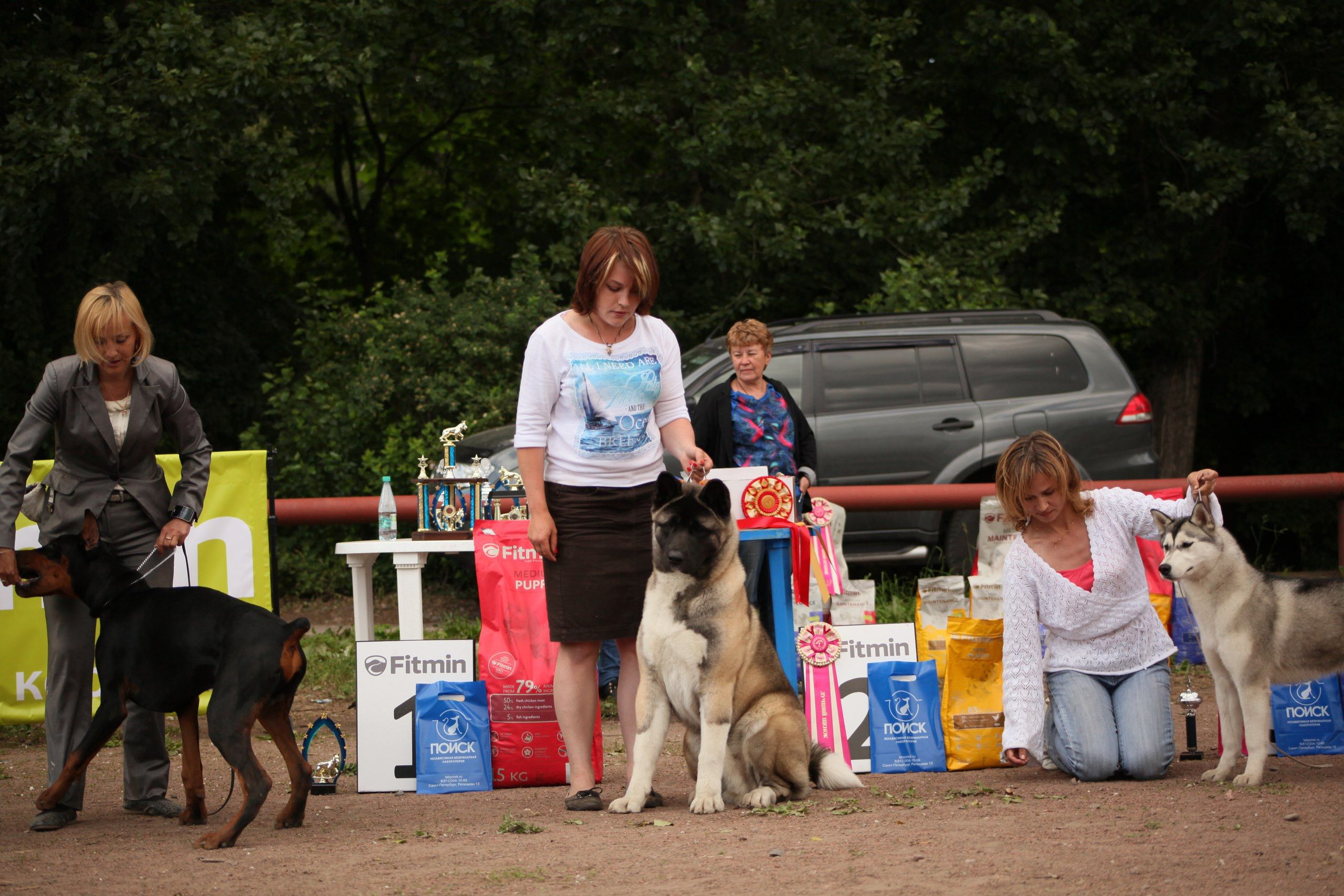 Американская акита питомник RUBYLIGHT. Американская акита I Сиба ину I Питомник RUBYLIGHT