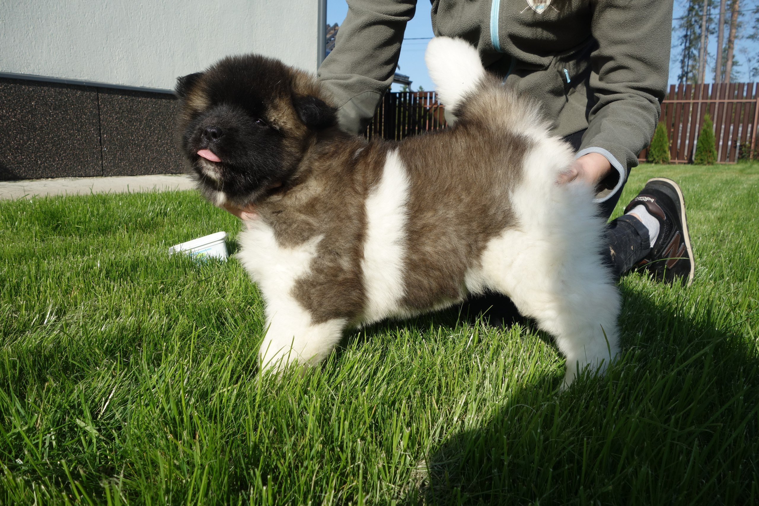 Американская акита питомник RUBYLIGHT. Американская акита I Сиба ину I Питомник RUBYLIGHT