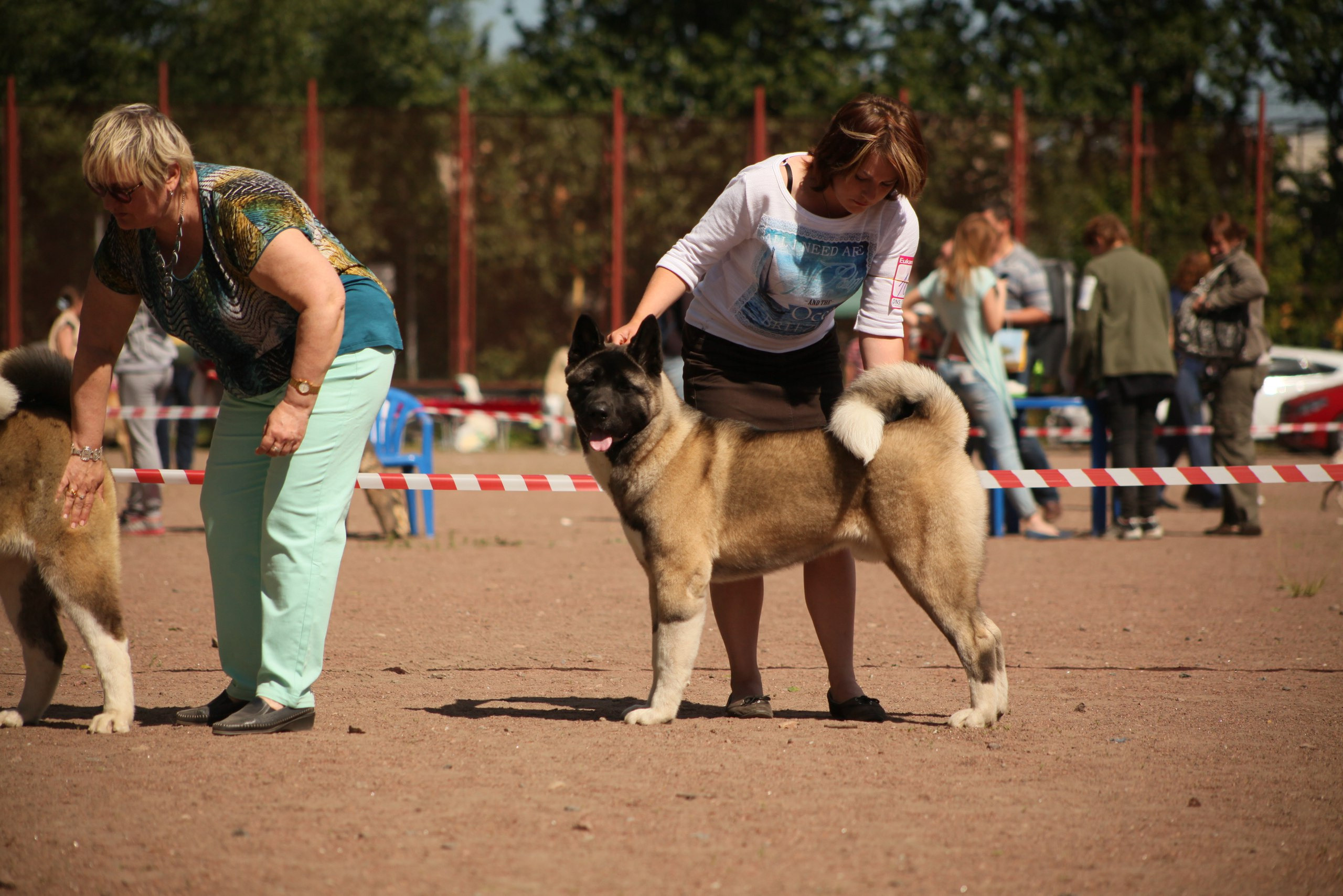 Американская акита питомник RUBYLIGHT. Американская акита I Сиба ину I Питомник RUBYLIGHT