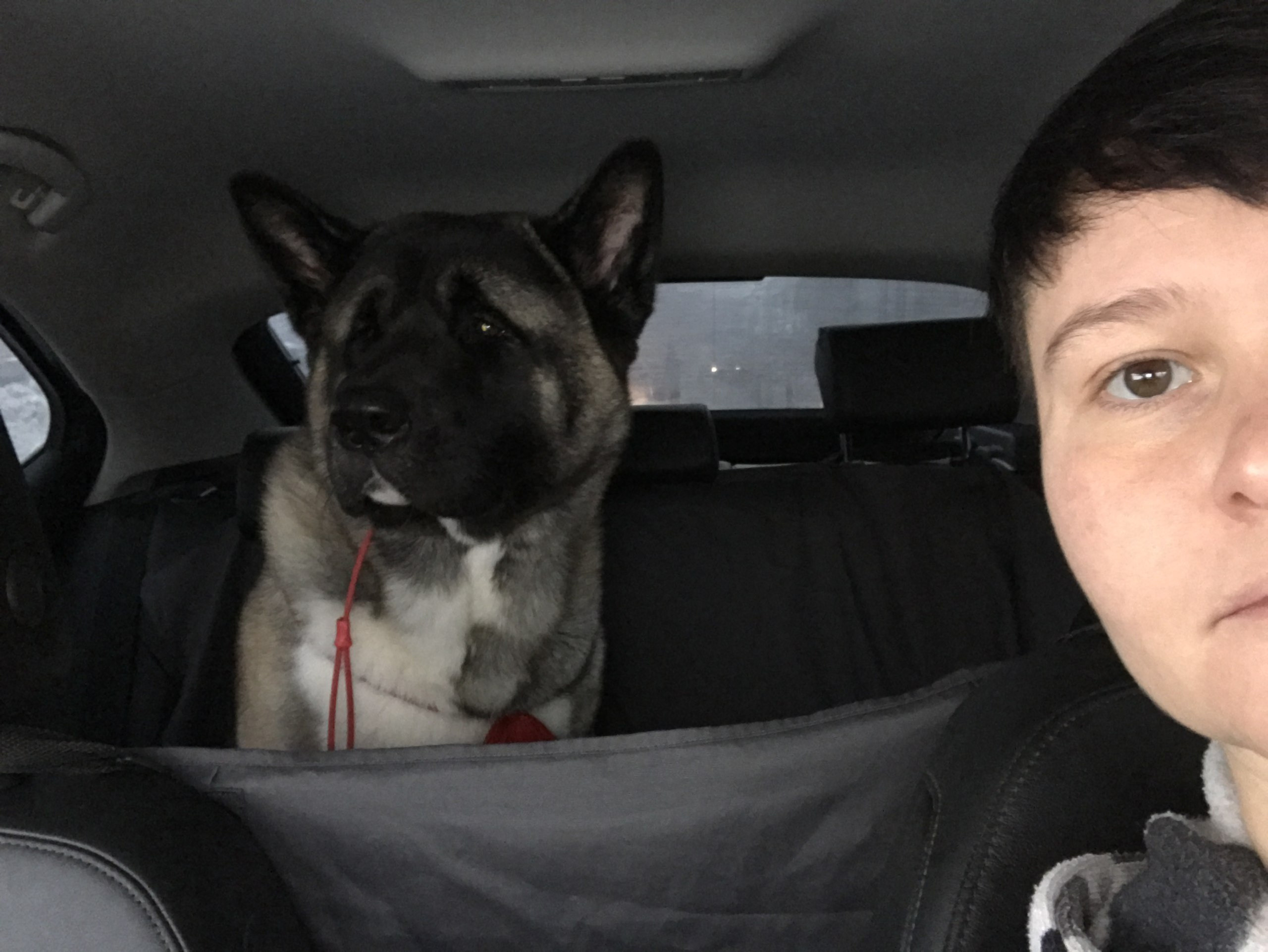 Американская акита питомник RUBYLIGHT. Американская акита I Сиба ину I Питомник RUBYLIGHT