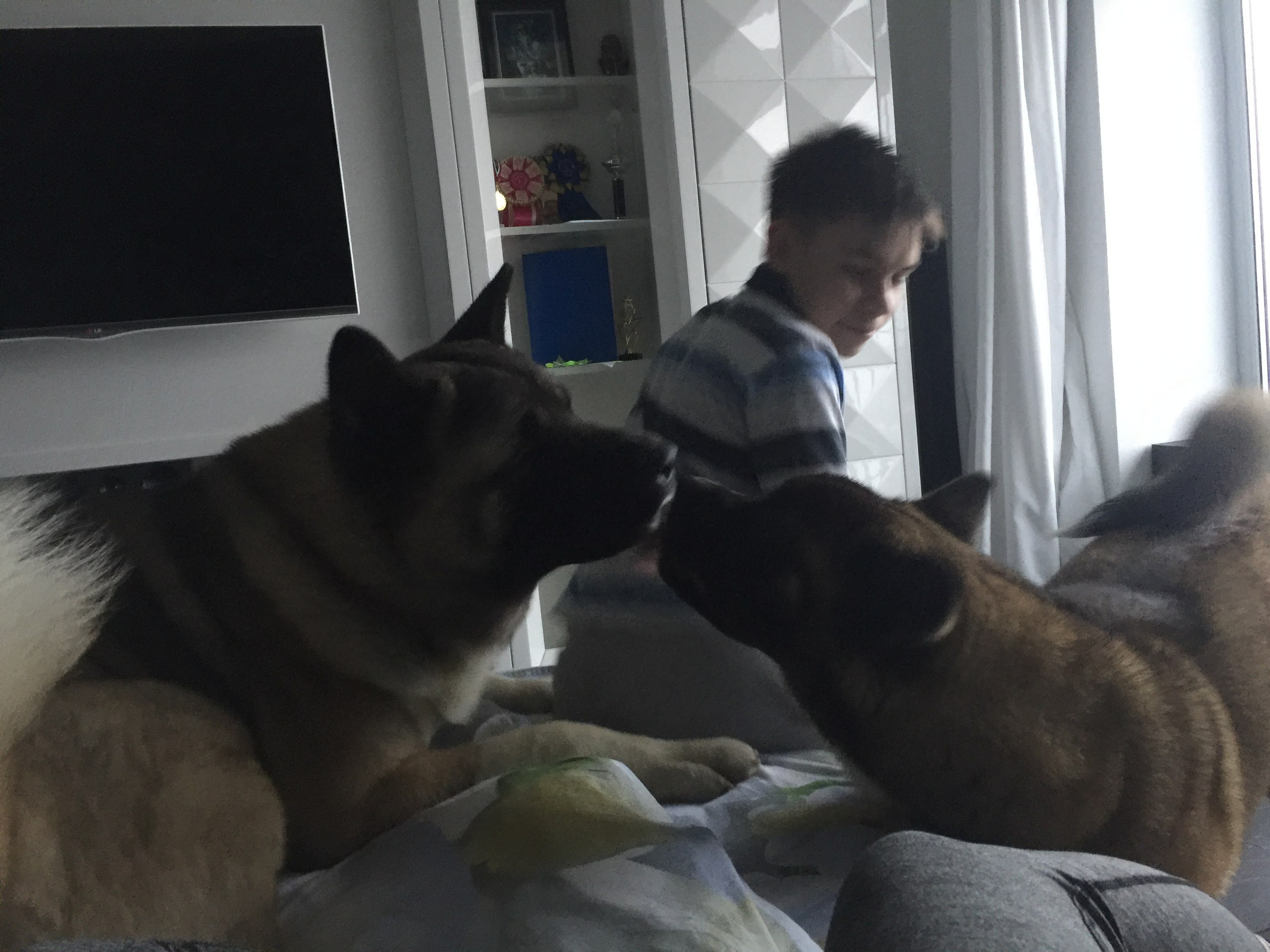 Американская акита питомник RUBYLIGHT. Американская акита I Сиба ину I Питомник RUBYLIGHT