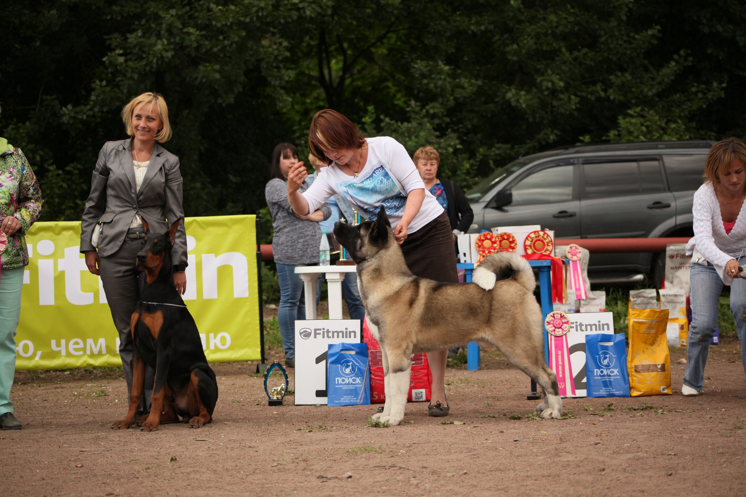 Американская акита питомник RUBYLIGHT. Американская акита I Сиба ину I Питомник RUBYLIGHT