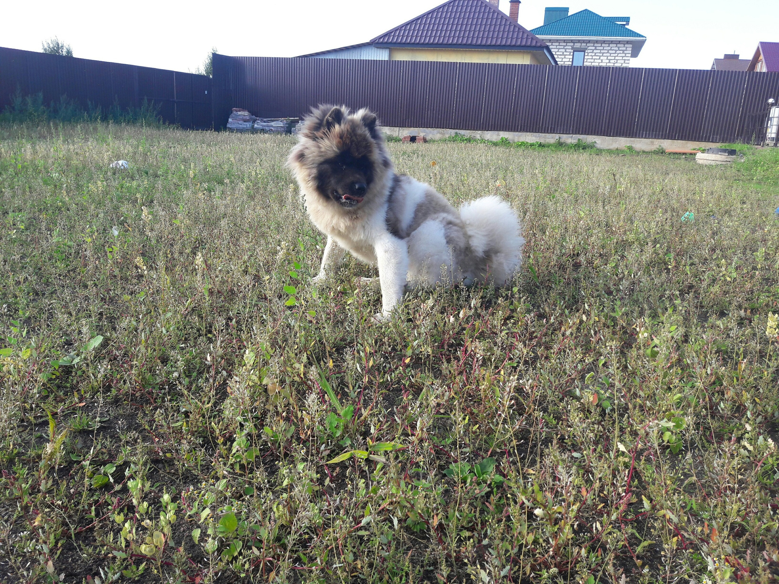 Американская акита питомник RUBYLIGHT. Американская акита I Сиба ину I Питомник RUBYLIGHT