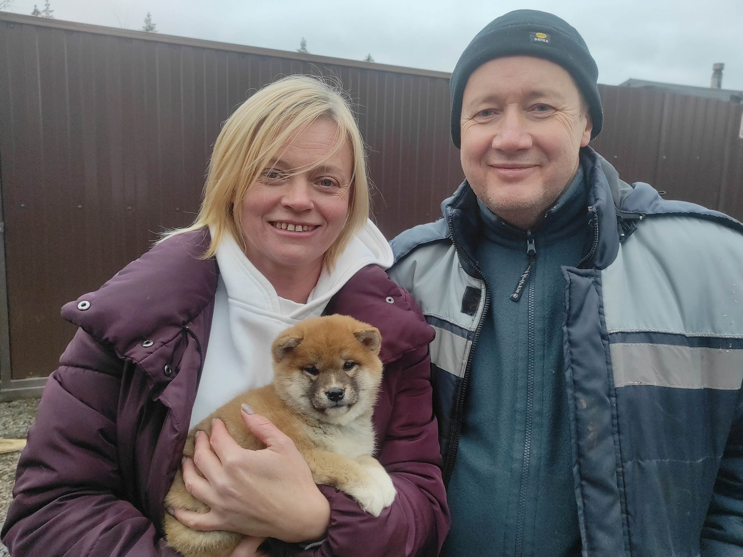 Сиба питомник RUBYLIGHT. Американская акита I Сиба ину I Питомник RUBYLIGHT