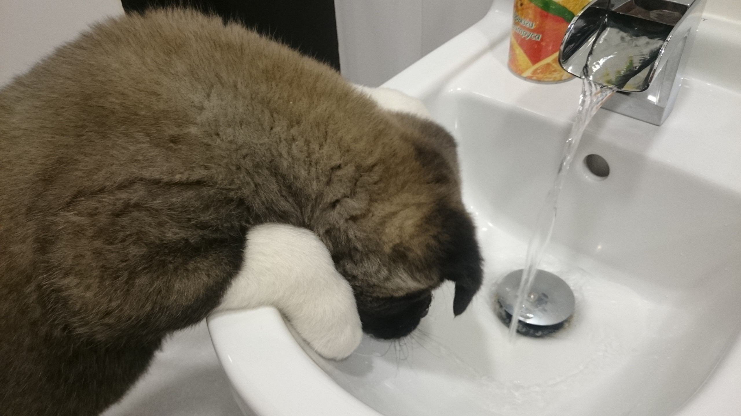 Американская акита питомник RUBYLIGHT. Американская акита I Сиба ину I Питомник RUBYLIGHT