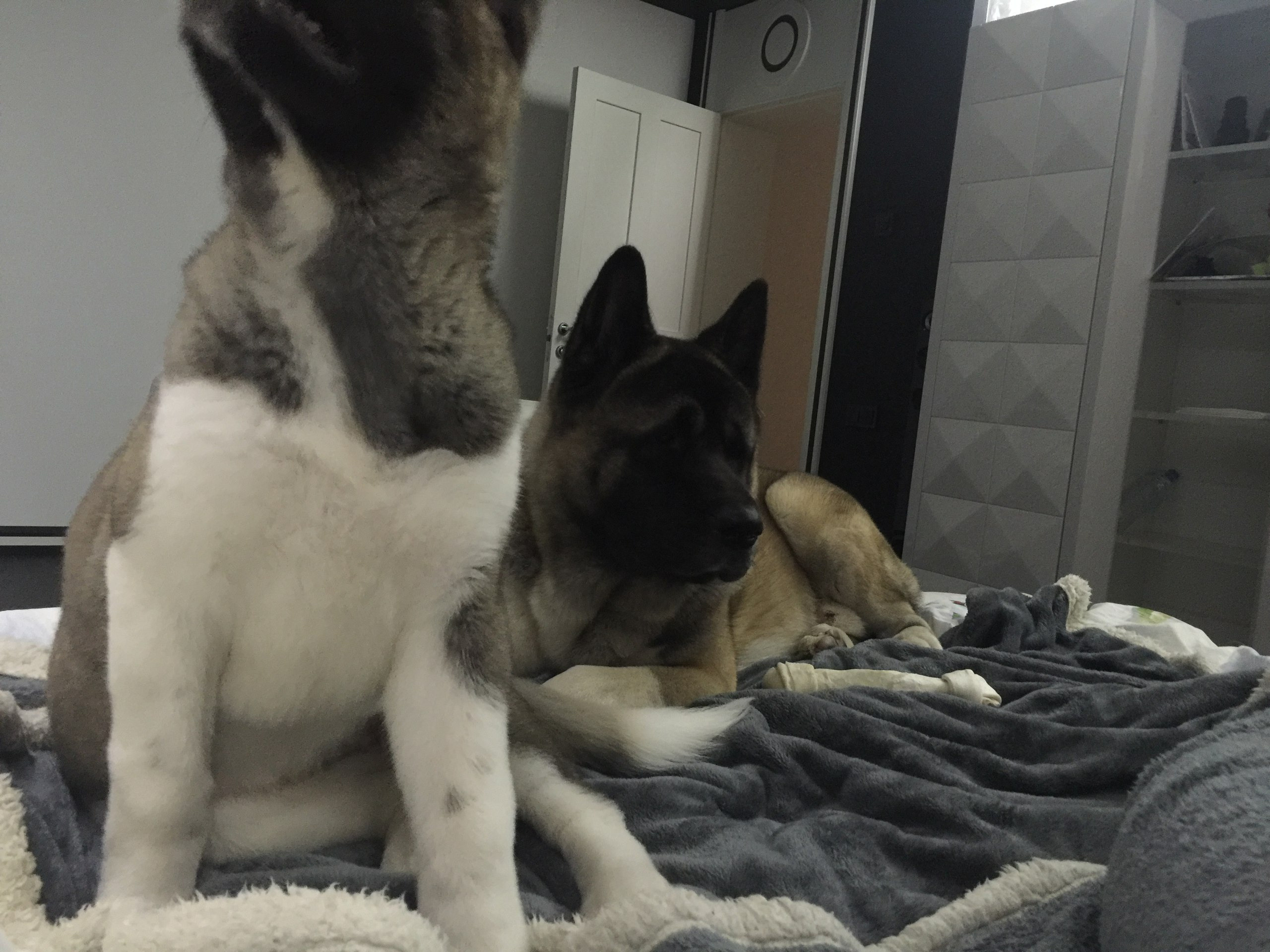 Американская акита питомник RUBYLIGHT. Американская акита I Сиба ину I Питомник RUBYLIGHT