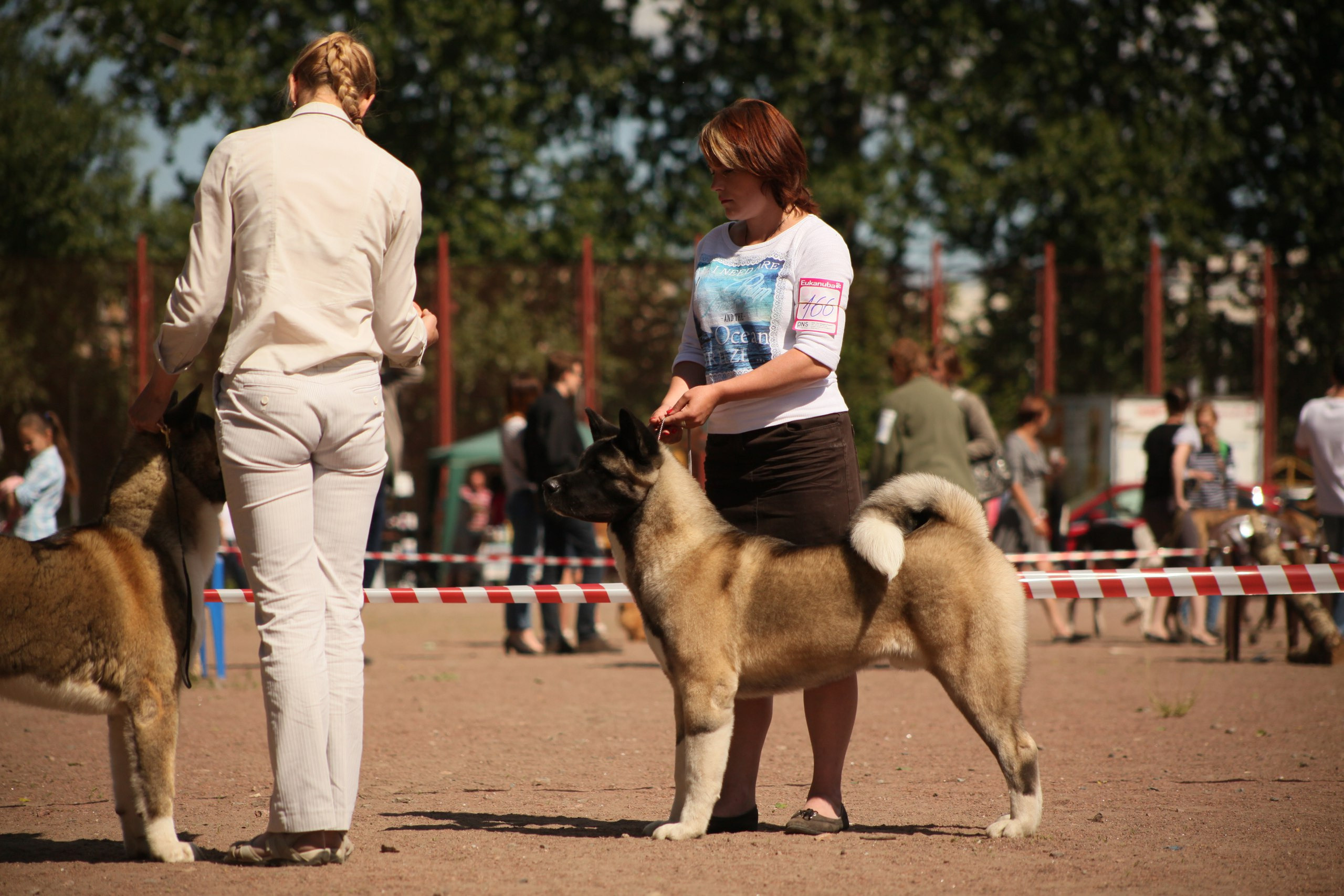 Американская акита питомник RUBYLIGHT. Американская акита I Сиба ину I Питомник RUBYLIGHT