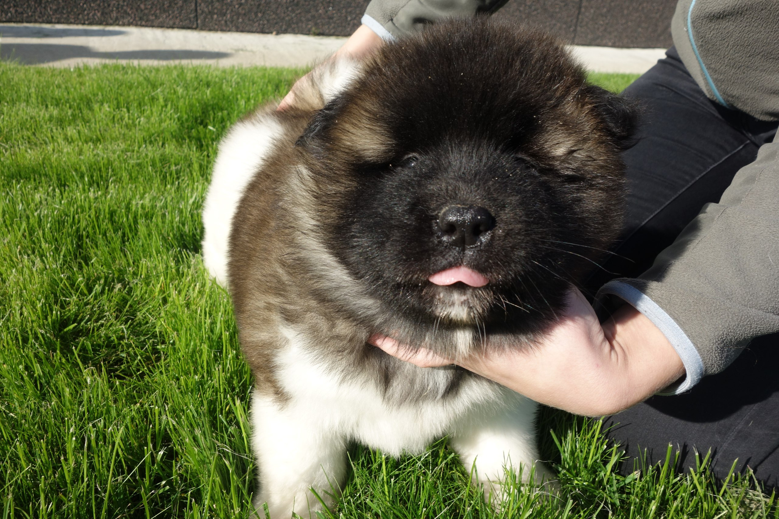 Американская акита питомник RUBYLIGHT. Американская акита I Сиба ину I Питомник RUBYLIGHT