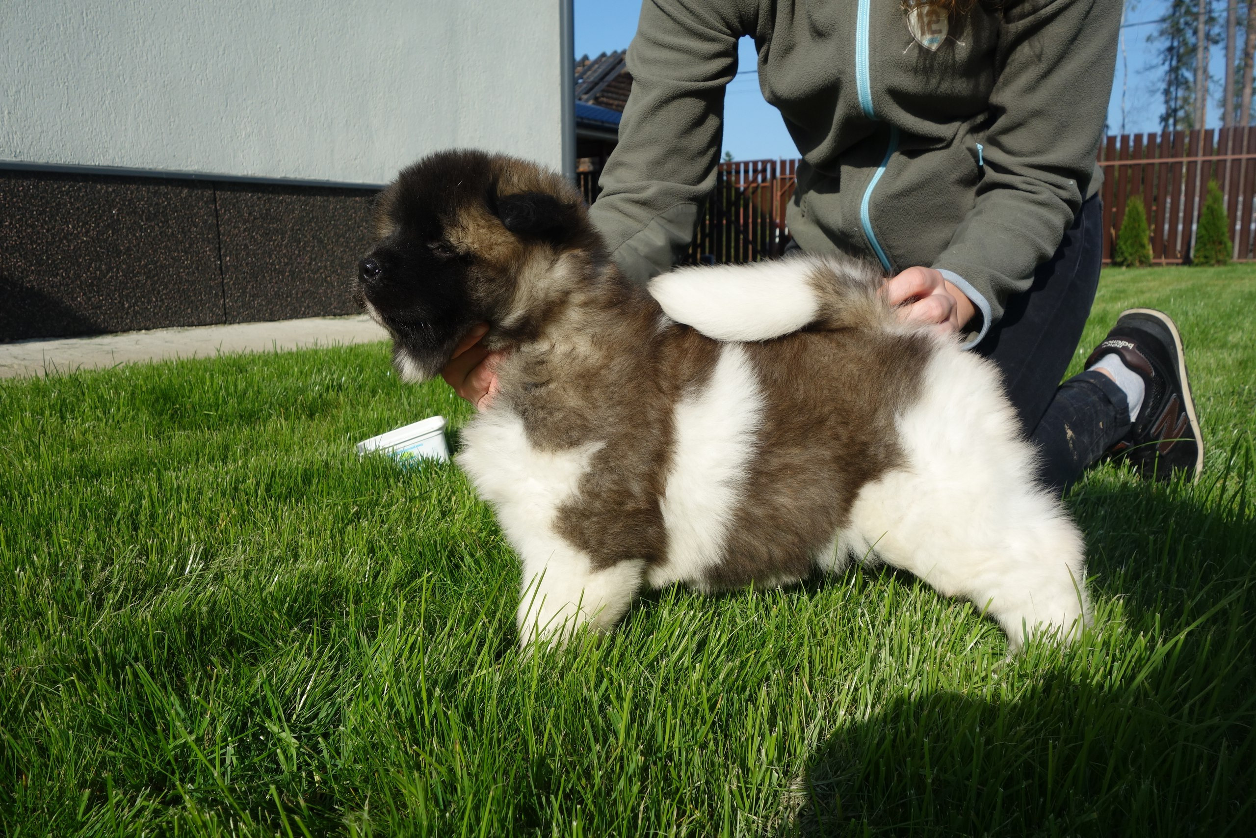 Американская акита питомник RUBYLIGHT. Американская акита I Сиба ину I Питомник RUBYLIGHT