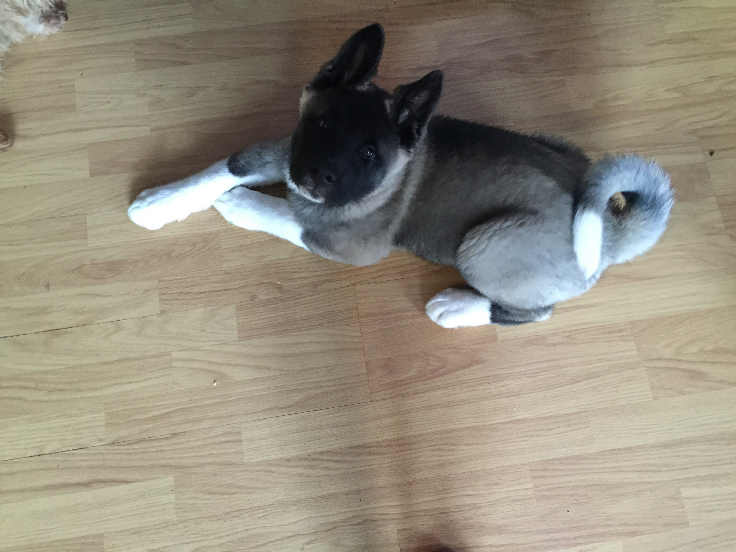 Американская акита питомник RUBYLIGHT. Американская акита I Сиба ину I Питомник RUBYLIGHT