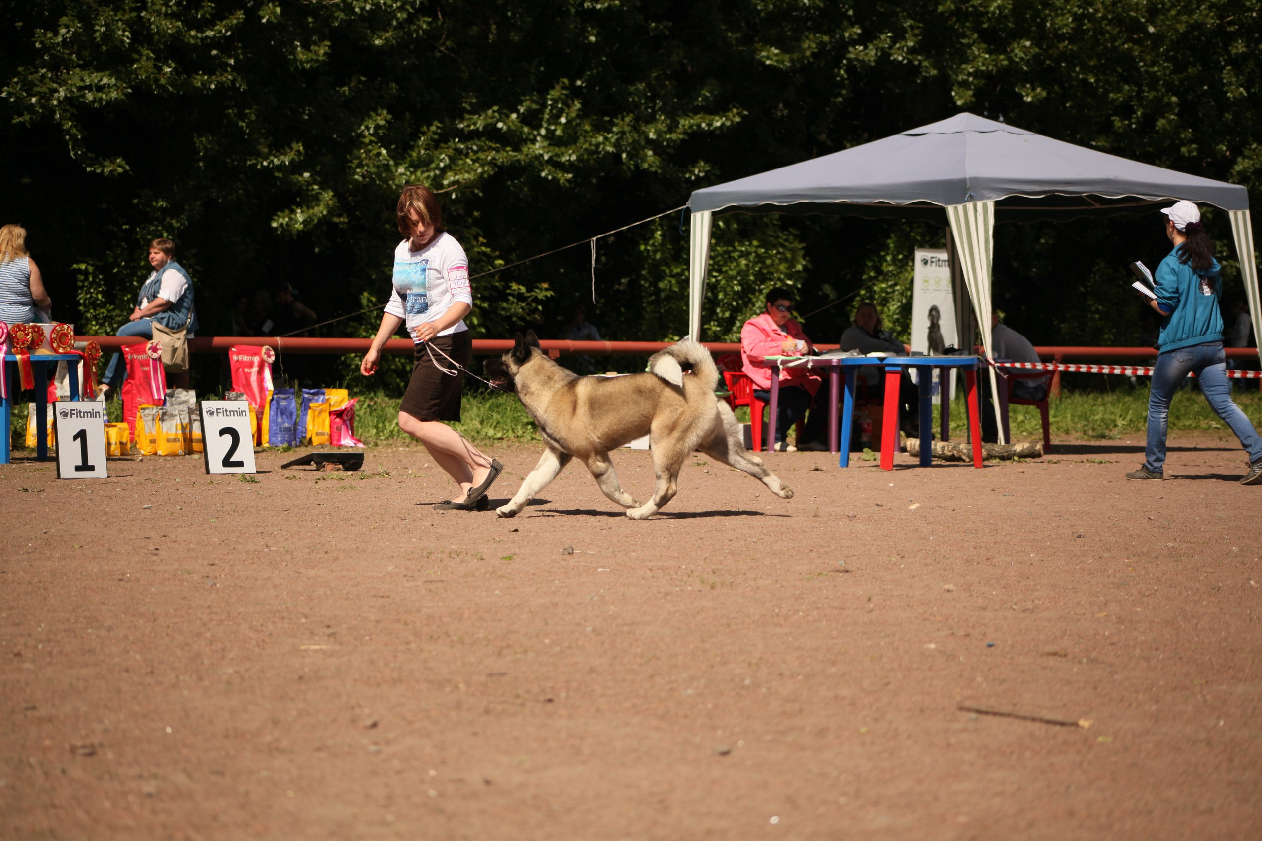 Американская акита питомник RUBYLIGHT. Американская акита I Сиба ину I Питомник RUBYLIGHT